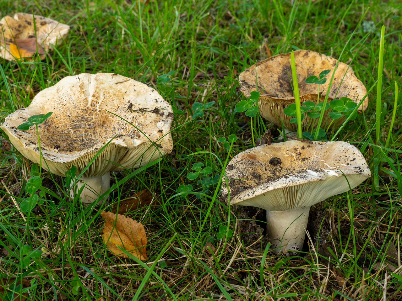 russula-chloroides_1-8