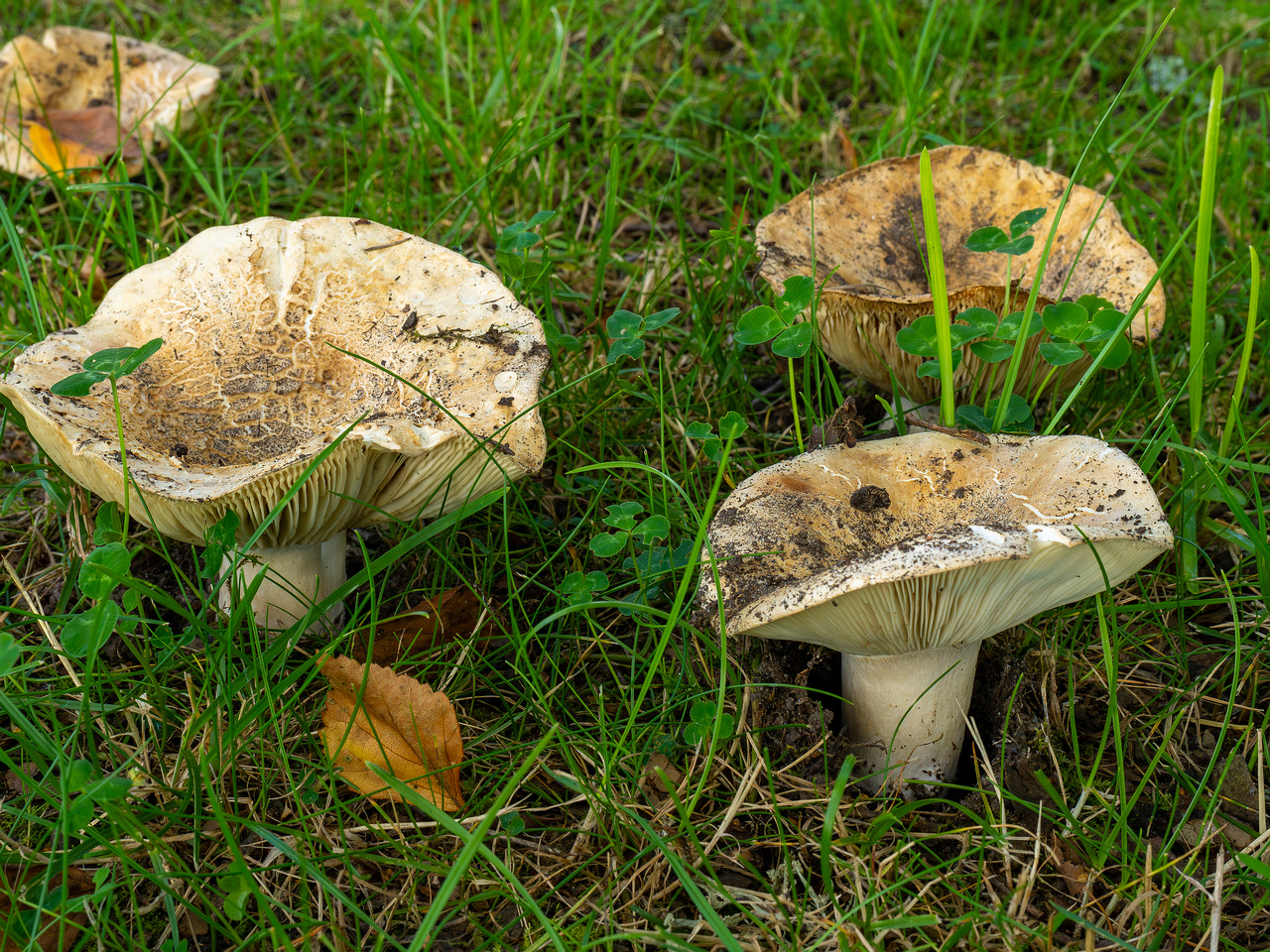 russula-chloroides_1-9