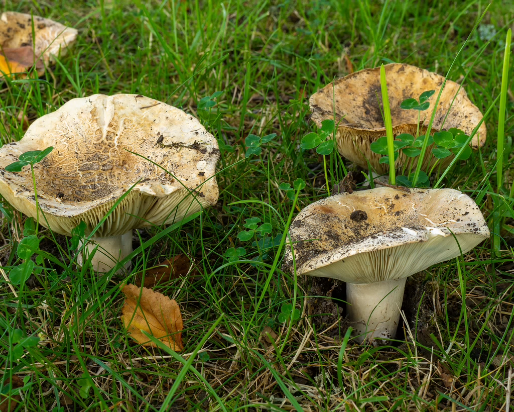 russula-chloroides_1-9