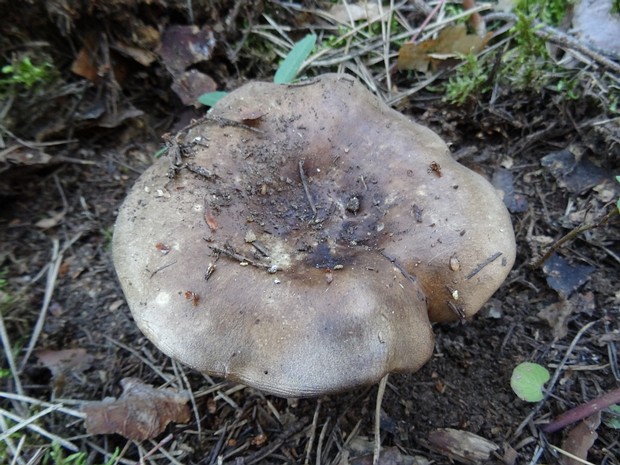 Подгруздок чернеющий - Russula nigricans