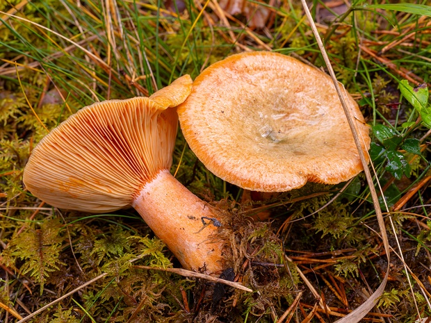 Рыжик еловый - Lactarius deterrimus