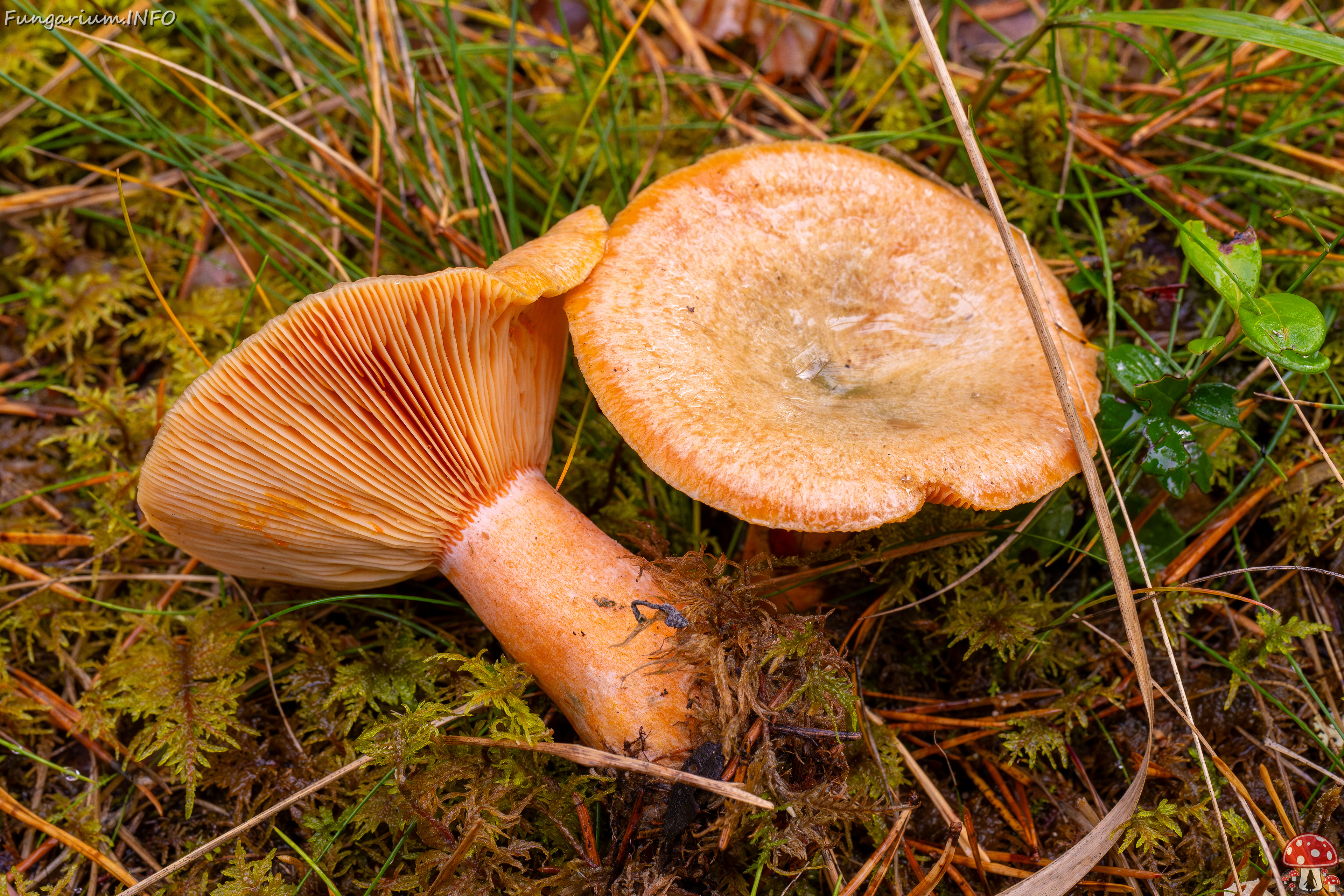 !lactarius-deterrimus_2024-10-12_1-5 