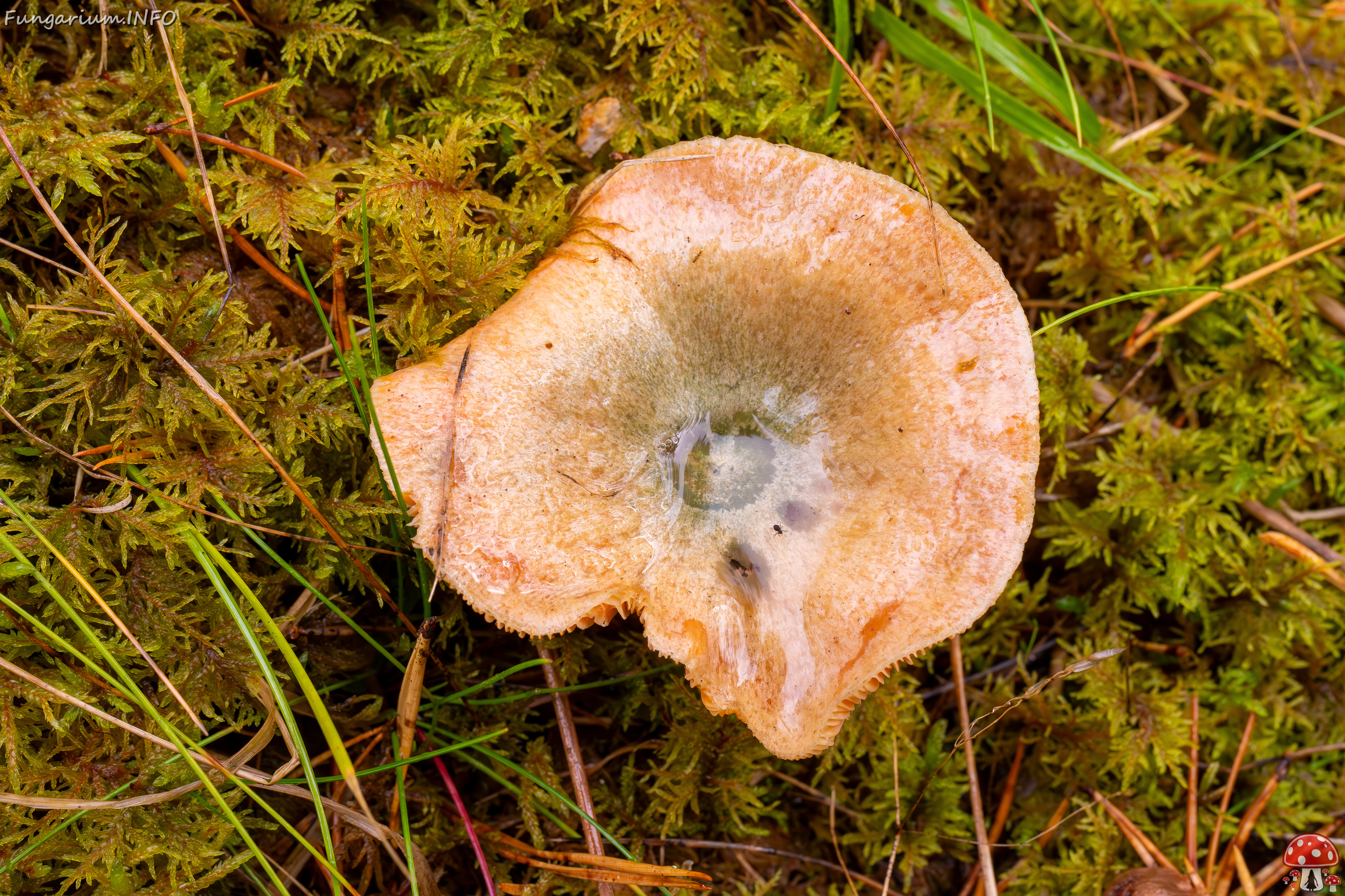 lactarius-deterrimus_2024-10-12_1-1 