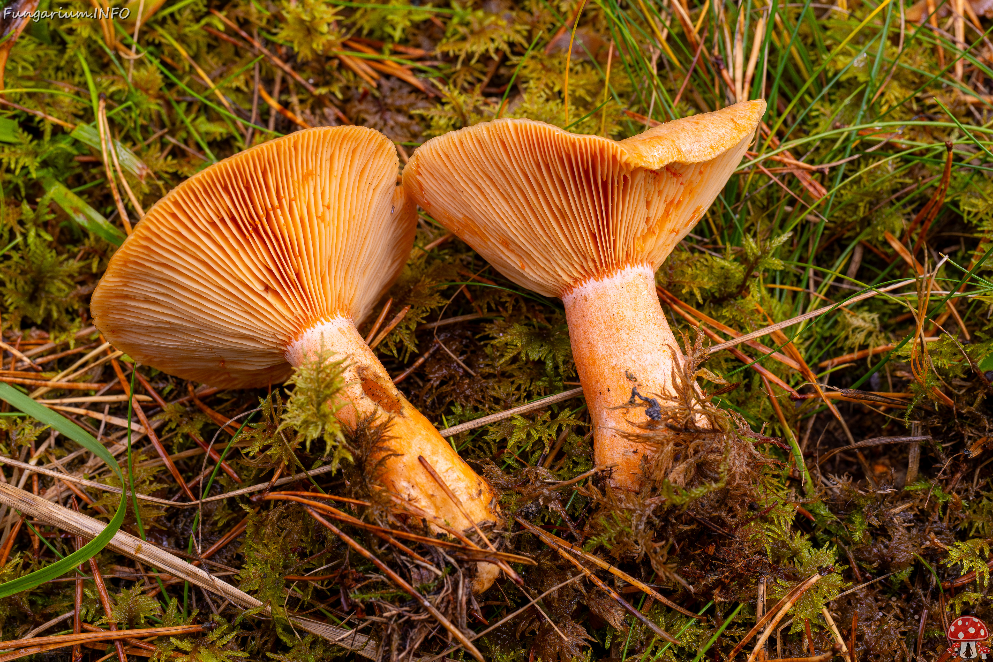 lactarius-deterrimus_2024-10-12_1-11 