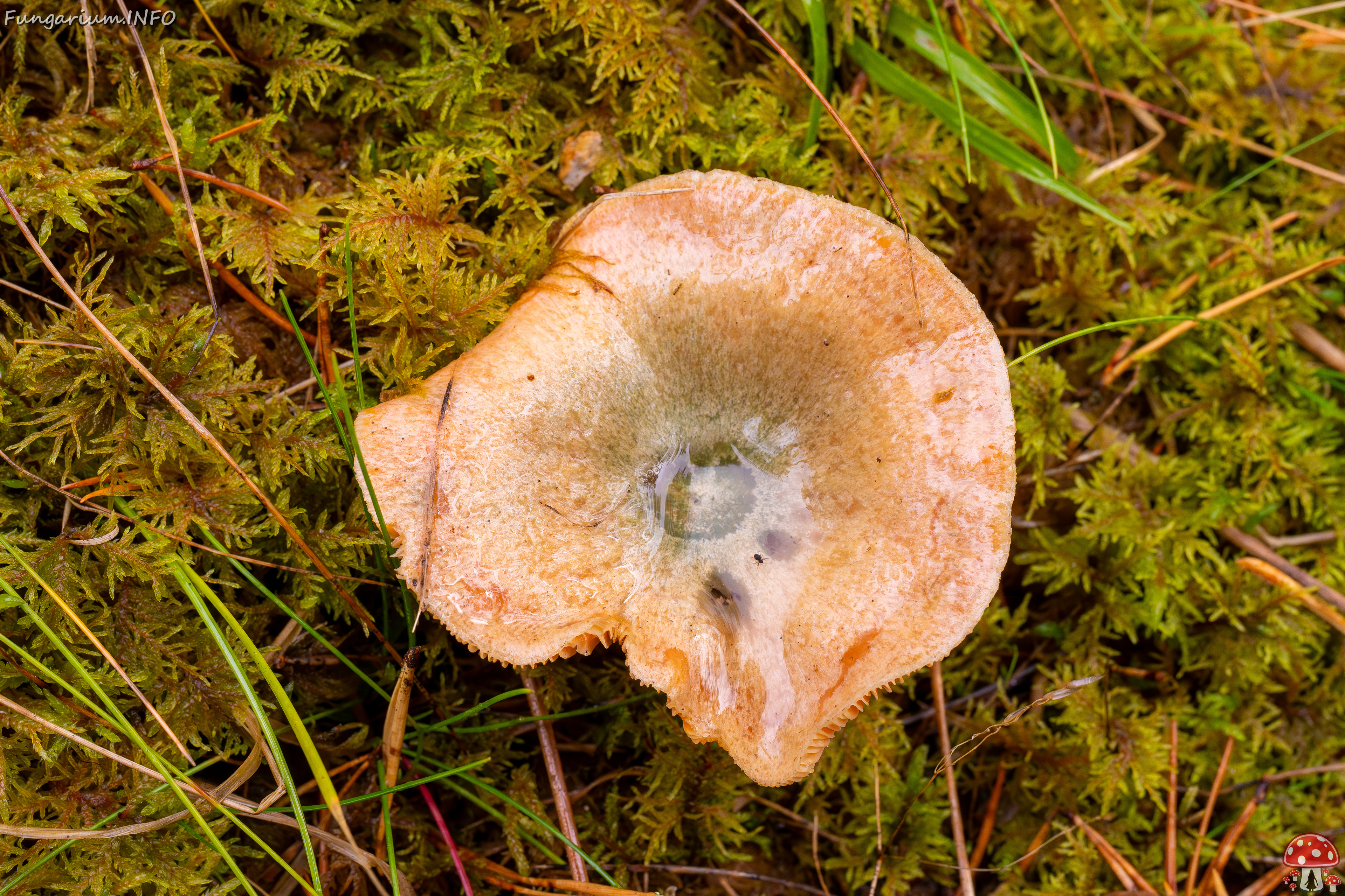 lactarius-deterrimus_2024-10-12_1-2 