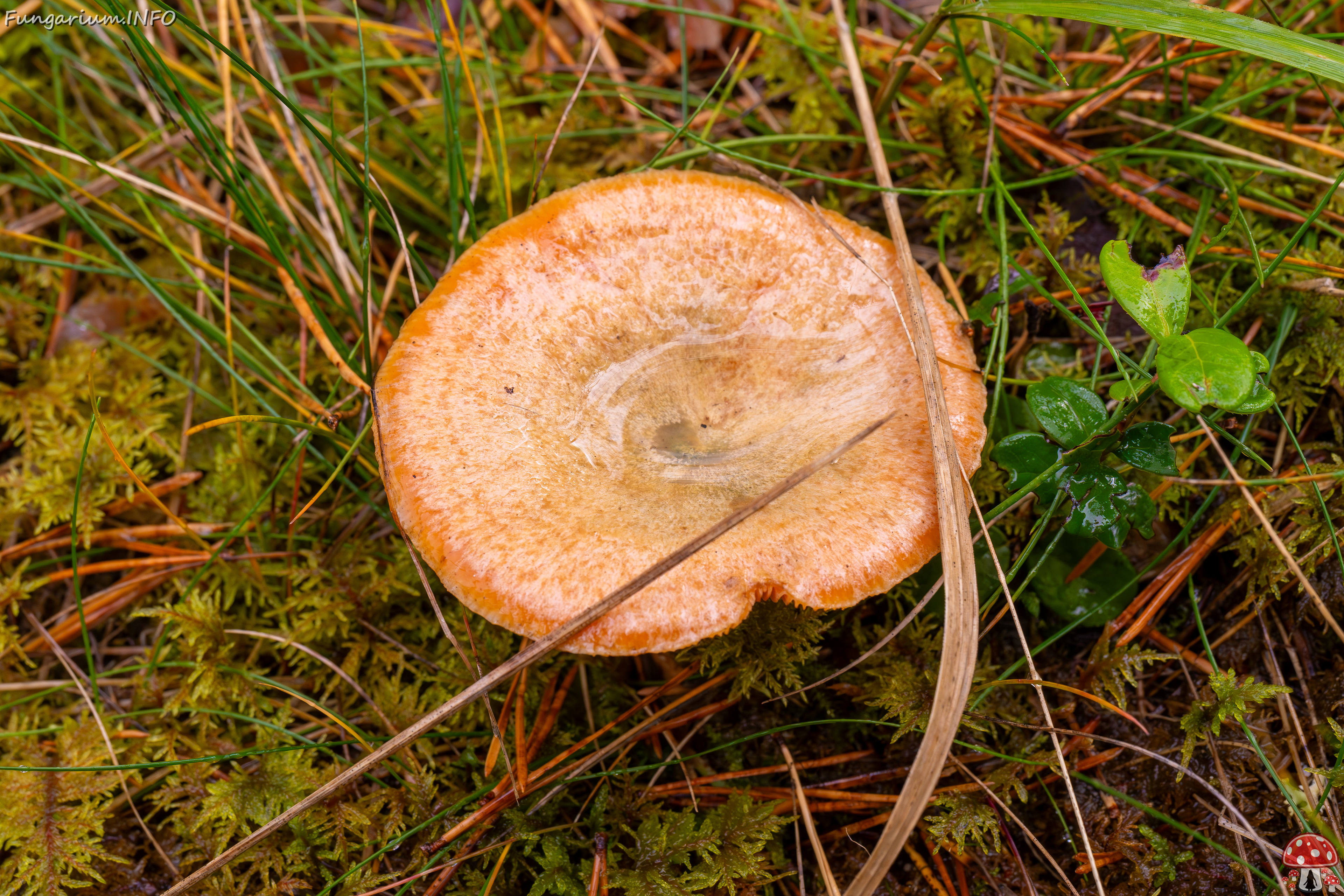 lactarius-deterrimus_2024-10-12_1-3 