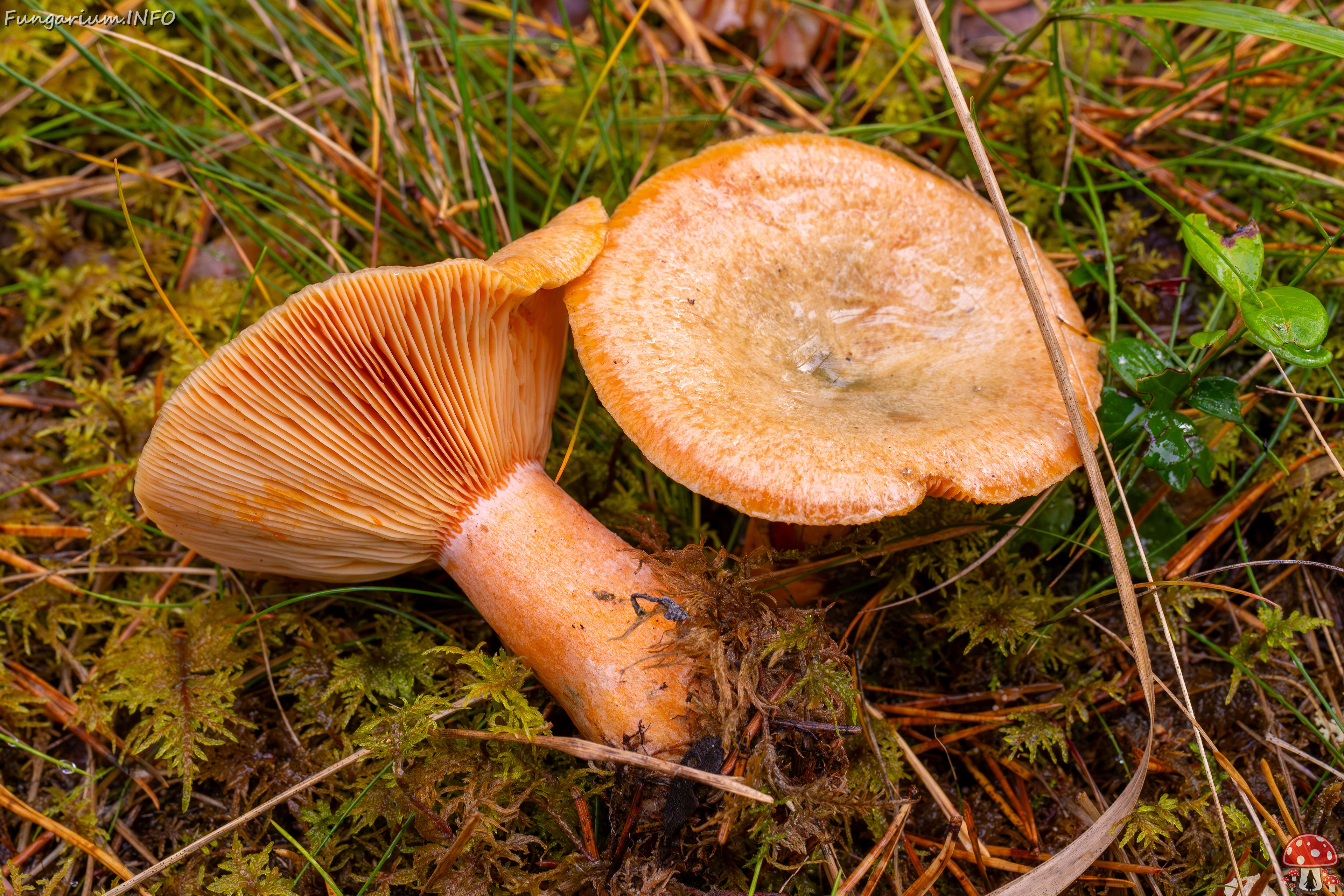 lactarius-deterrimus_2024-10-12_1-4 