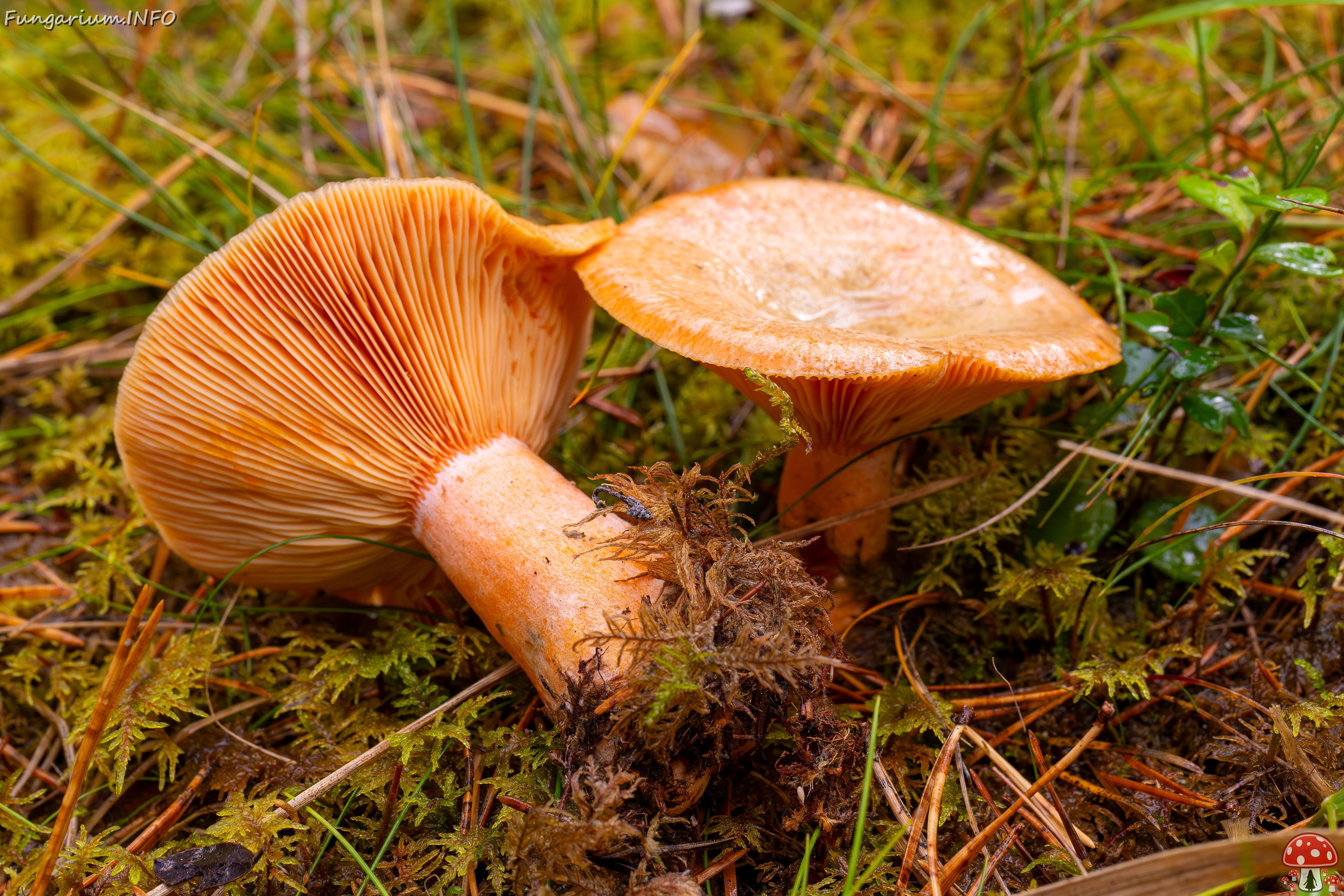 lactarius-deterrimus_2024-10-12_1-6 