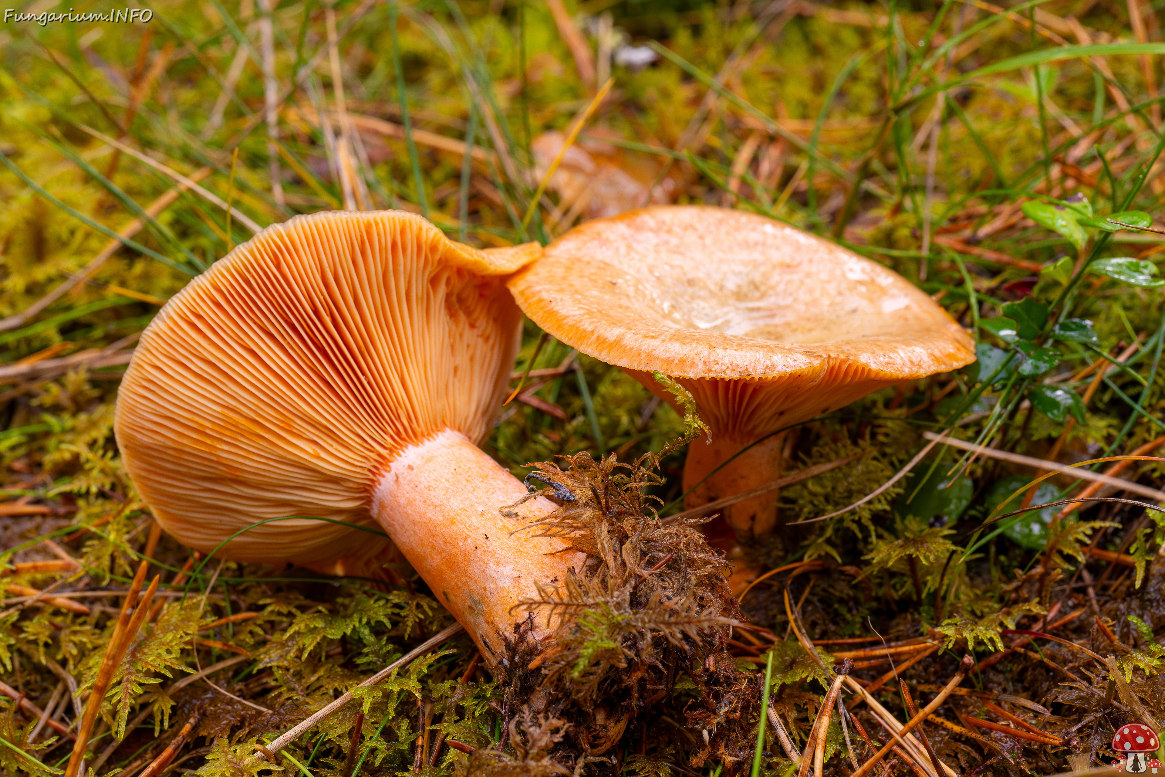 lactarius-deterrimus_2024-10-12_1-7 