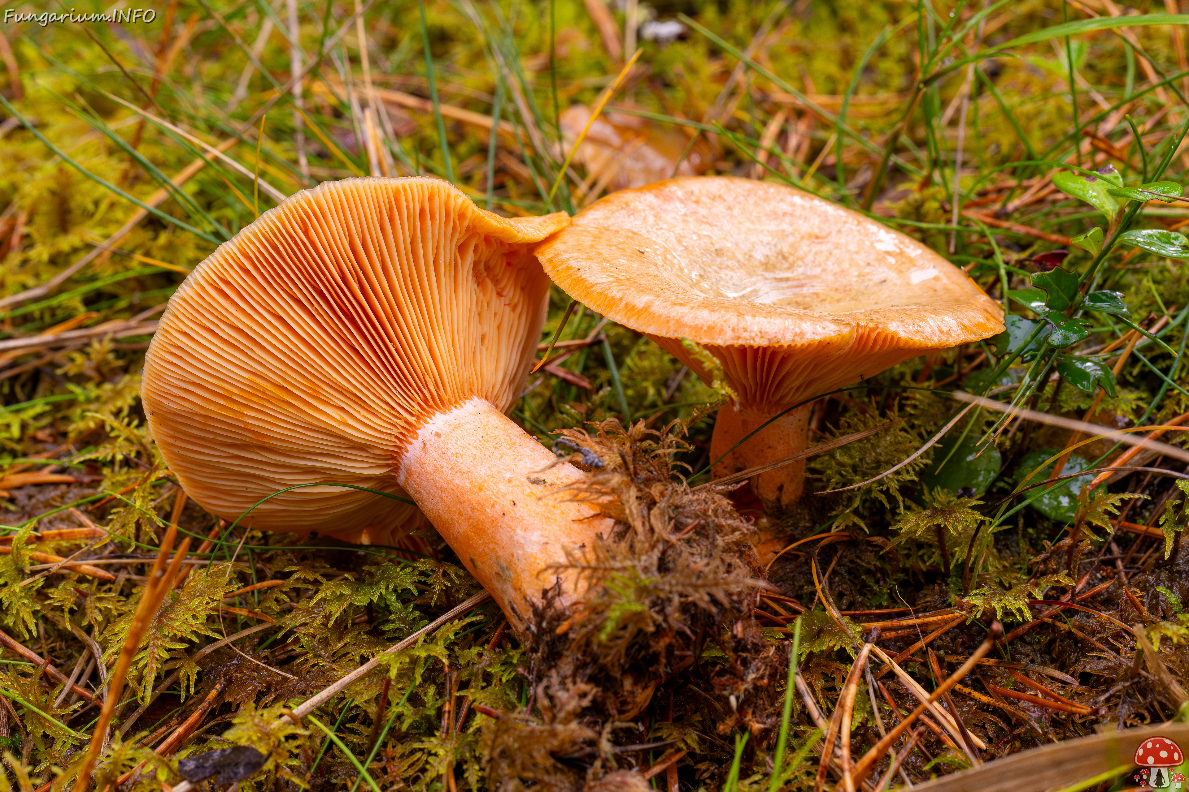 lactarius-deterrimus_2024-10-12_1-8 