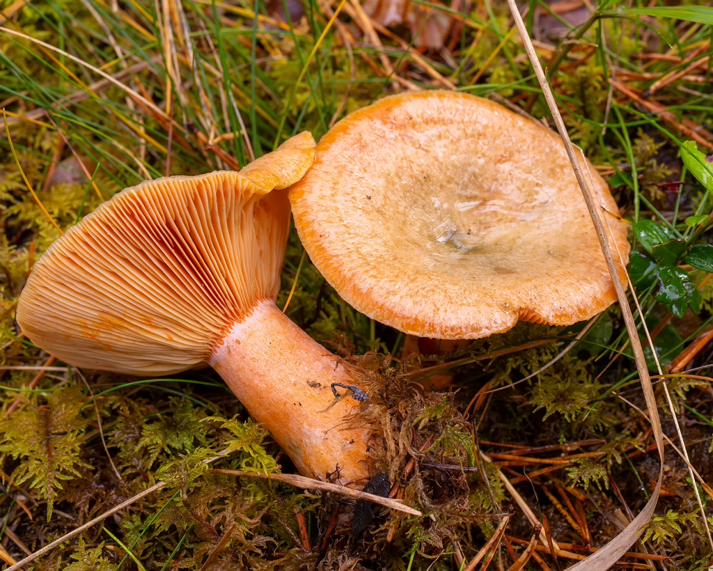 !lactarius-deterrimus_2024-10-12_1-5