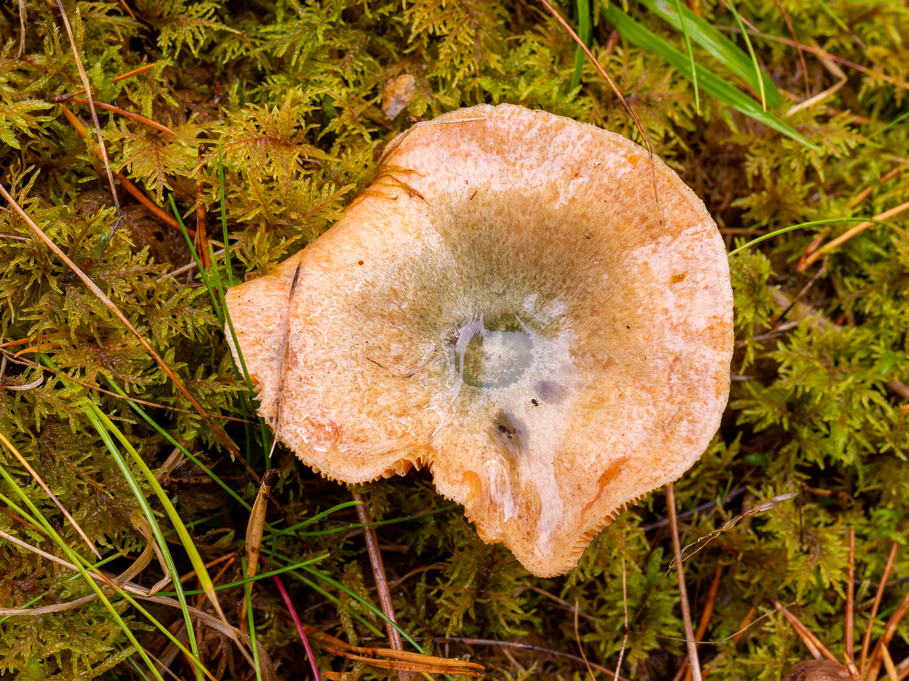 lactarius-deterrimus_2024-10-12_1-1