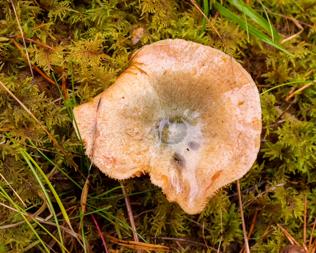 lactarius-deterrimus_2024-10-12_1-1