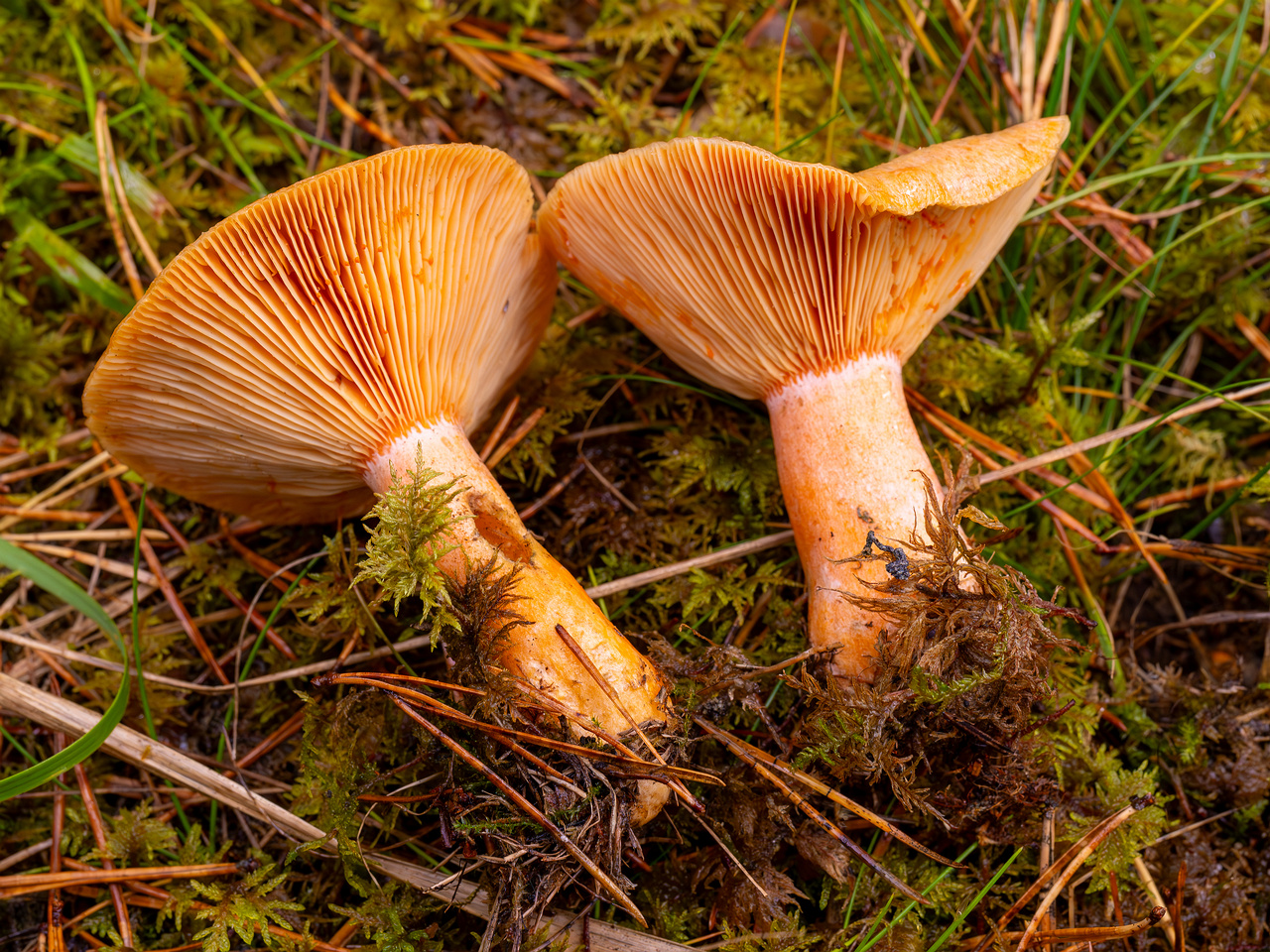 lactarius-deterrimus_2024-10-12_1-10