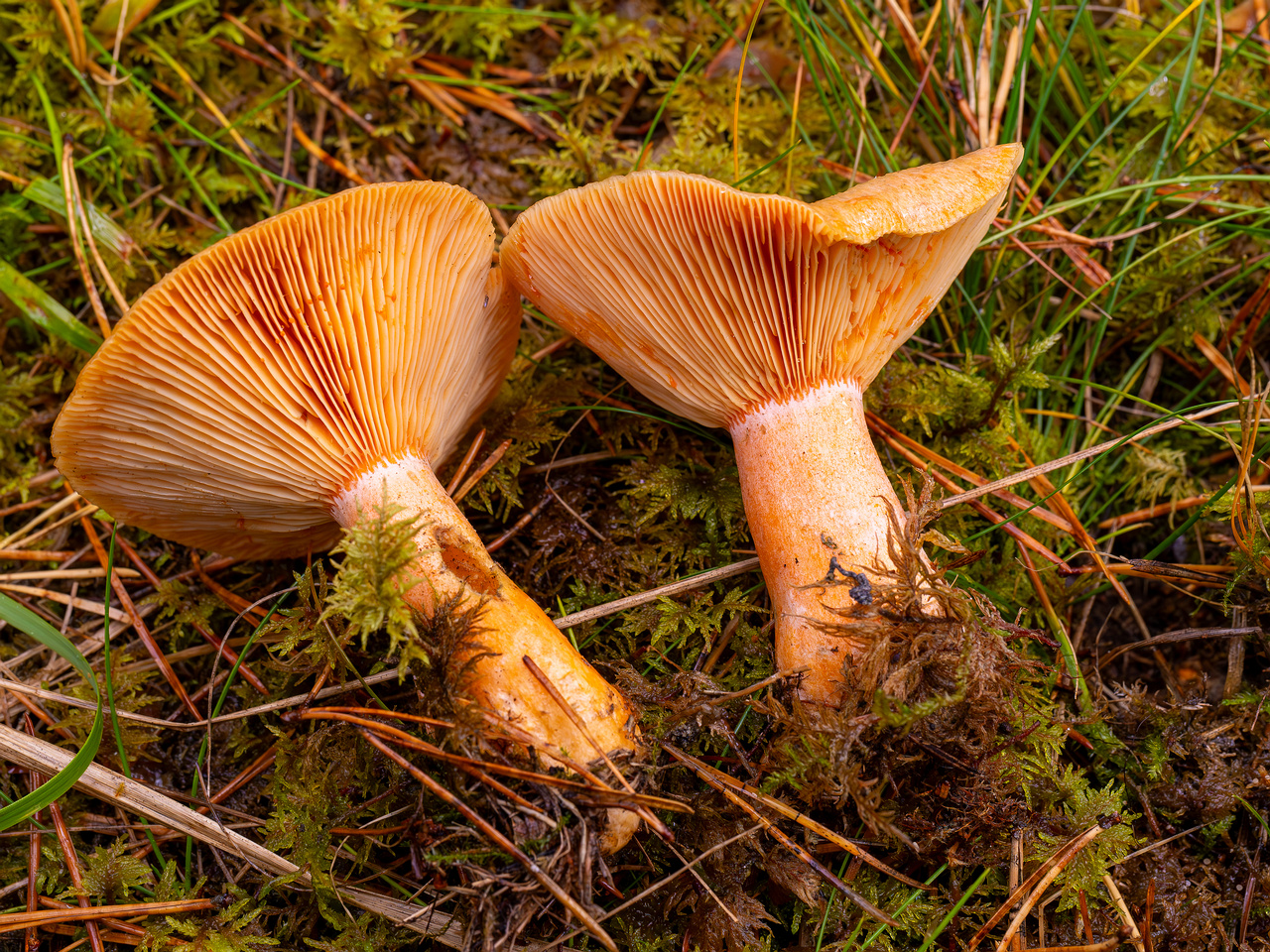 lactarius-deterrimus_2024-10-12_1-11