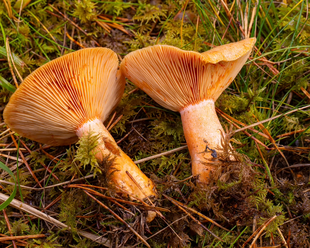 lactarius-deterrimus_2024-10-12_1-11