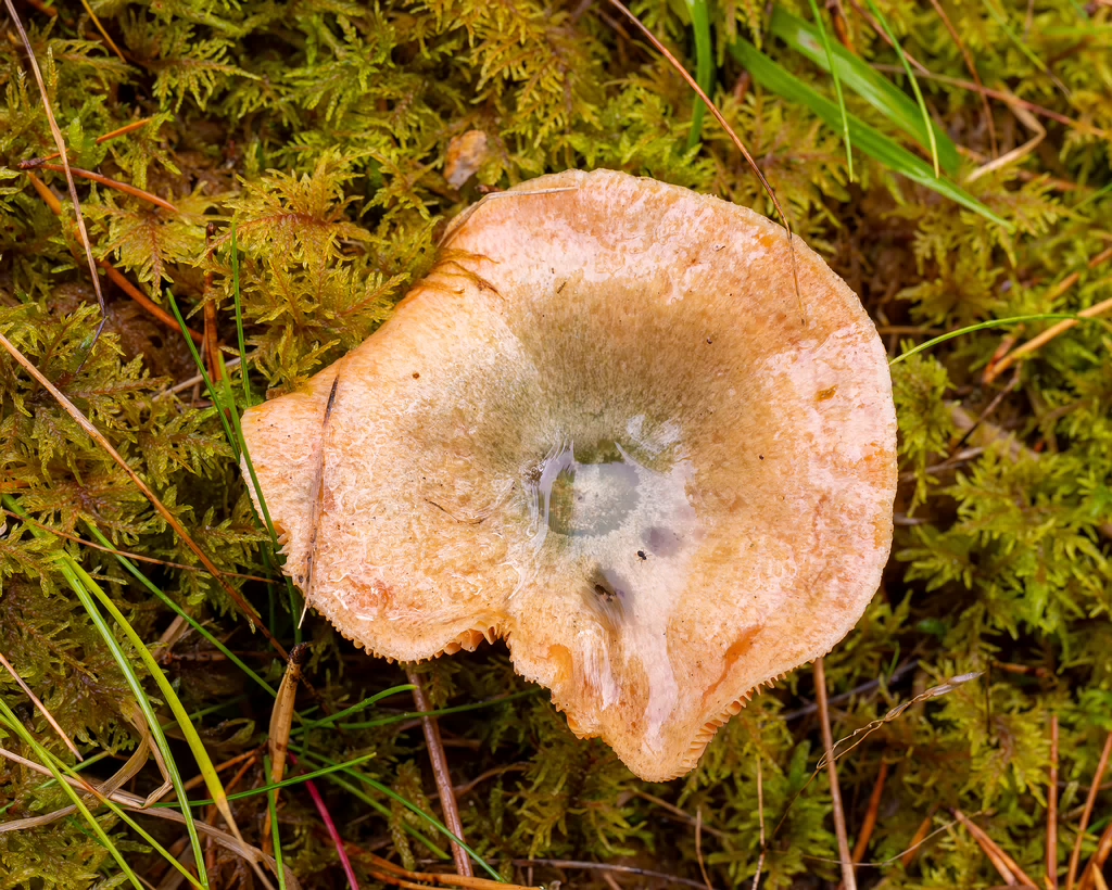 lactarius-deterrimus_2024-10-12_1-2