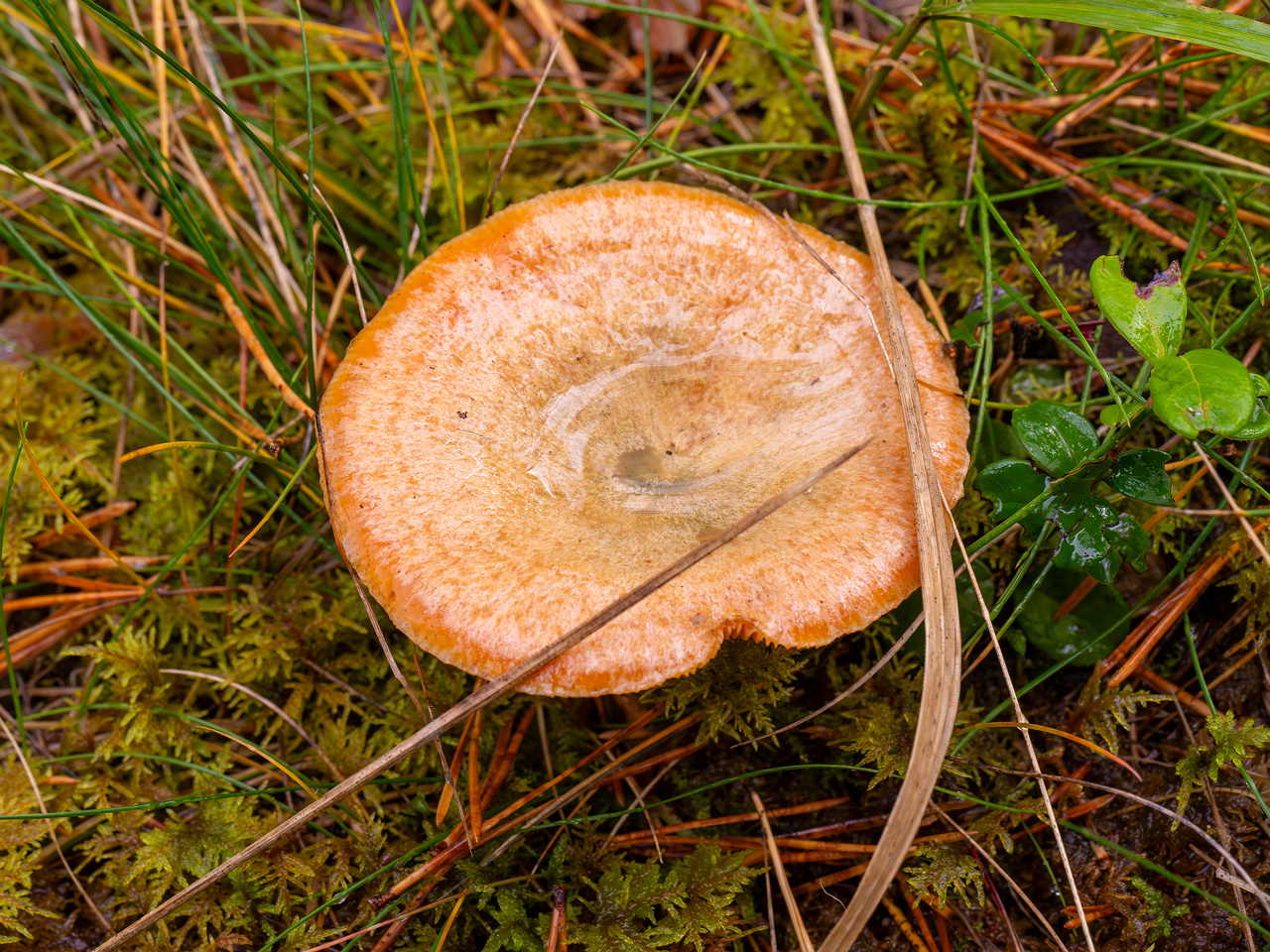 lactarius-deterrimus_2024-10-12_1-3