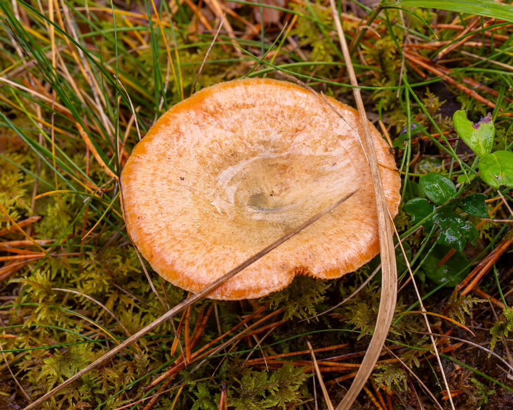 lactarius-deterrimus_2024-10-12_1-3