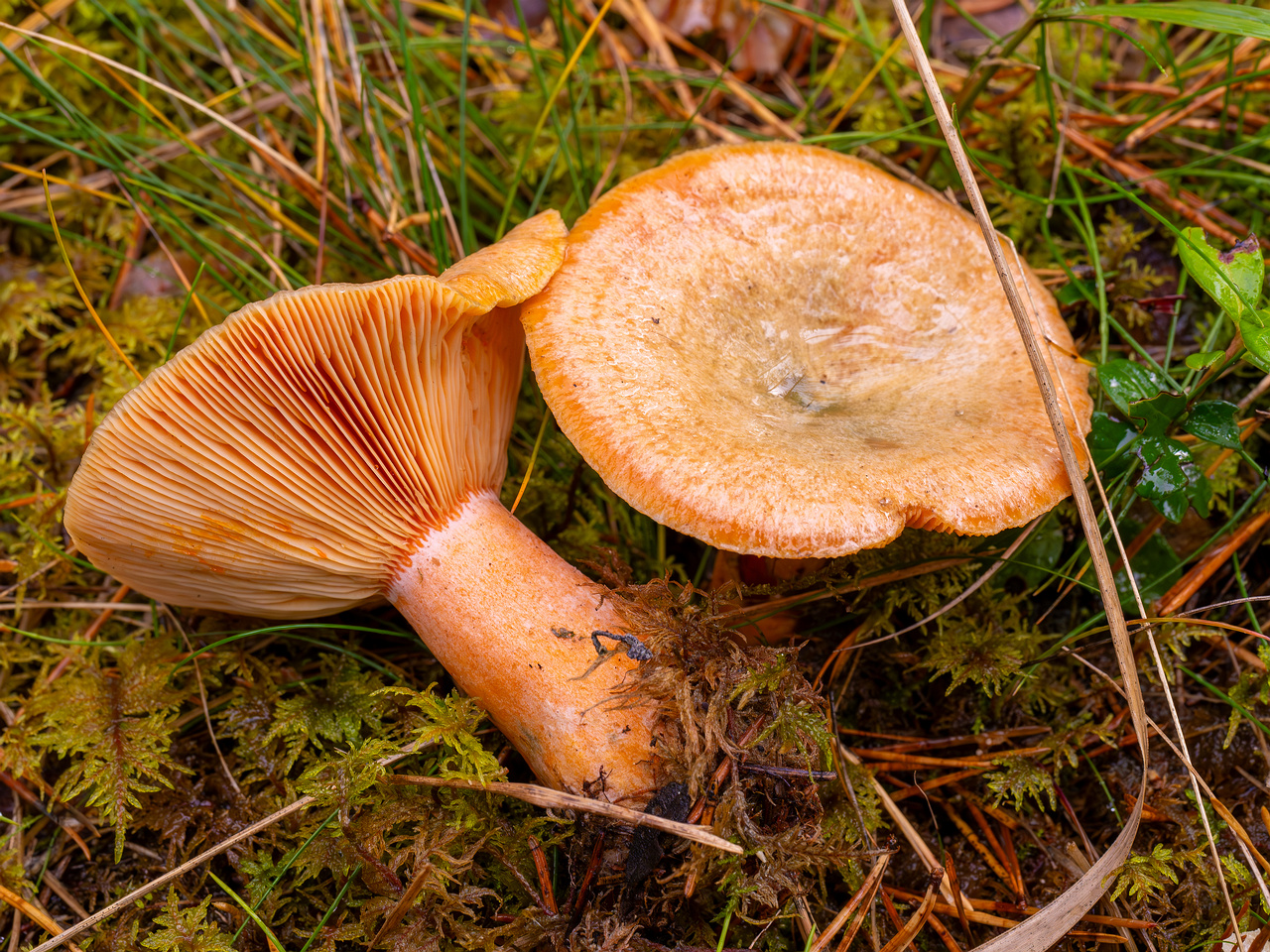 lactarius-deterrimus_2024-10-12_1-4