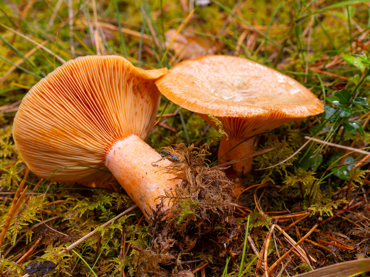 lactarius-deterrimus_2024-10-12_1-6