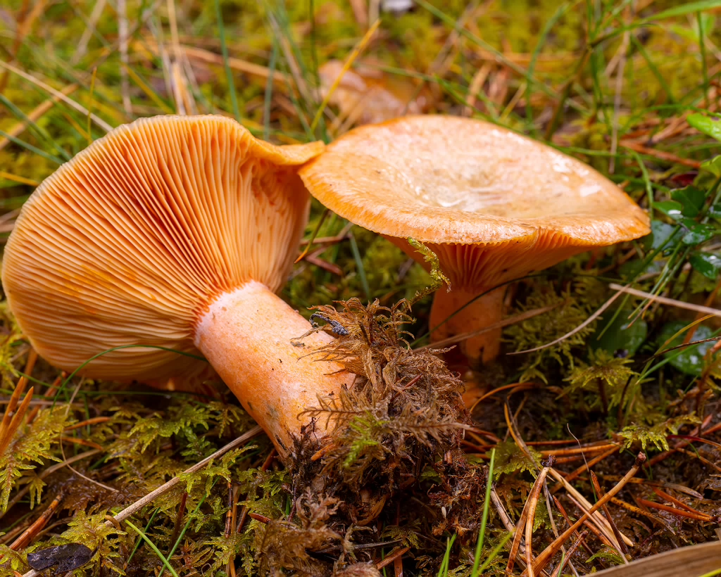 lactarius-deterrimus_2024-10-12_1-6