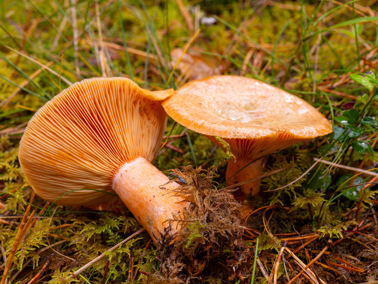 lactarius-deterrimus_2024-10-12_1-7