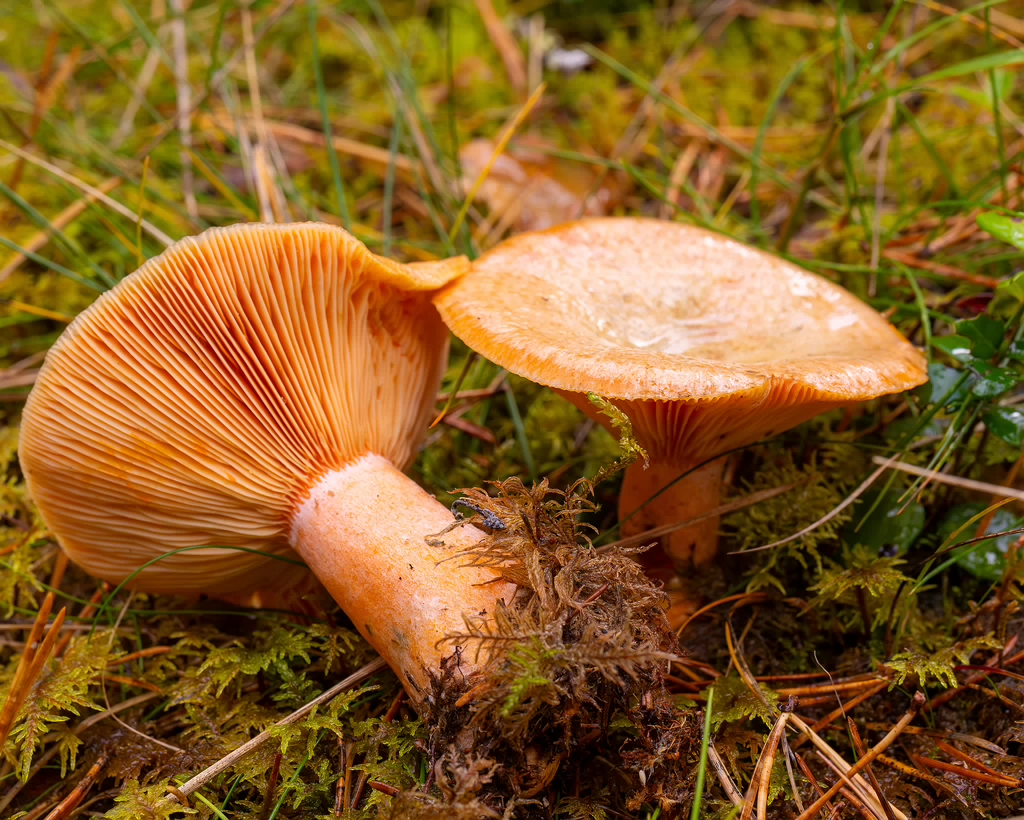 lactarius-deterrimus_2024-10-12_1-7