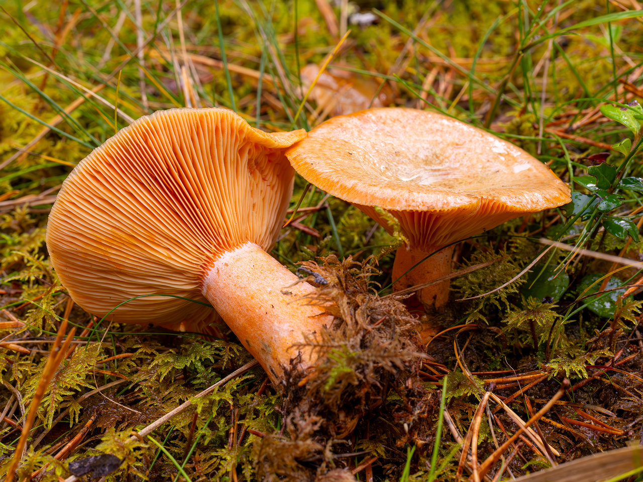 lactarius-deterrimus_2024-10-12_1-8