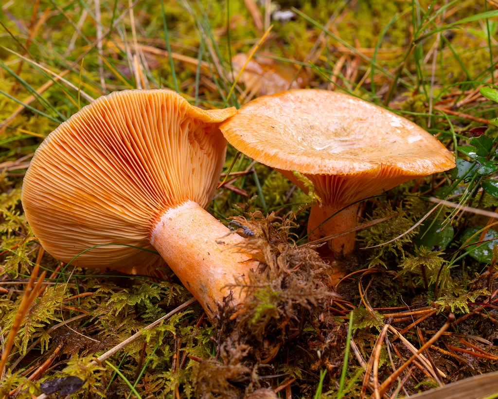 lactarius-deterrimus_2024-10-12_1-8