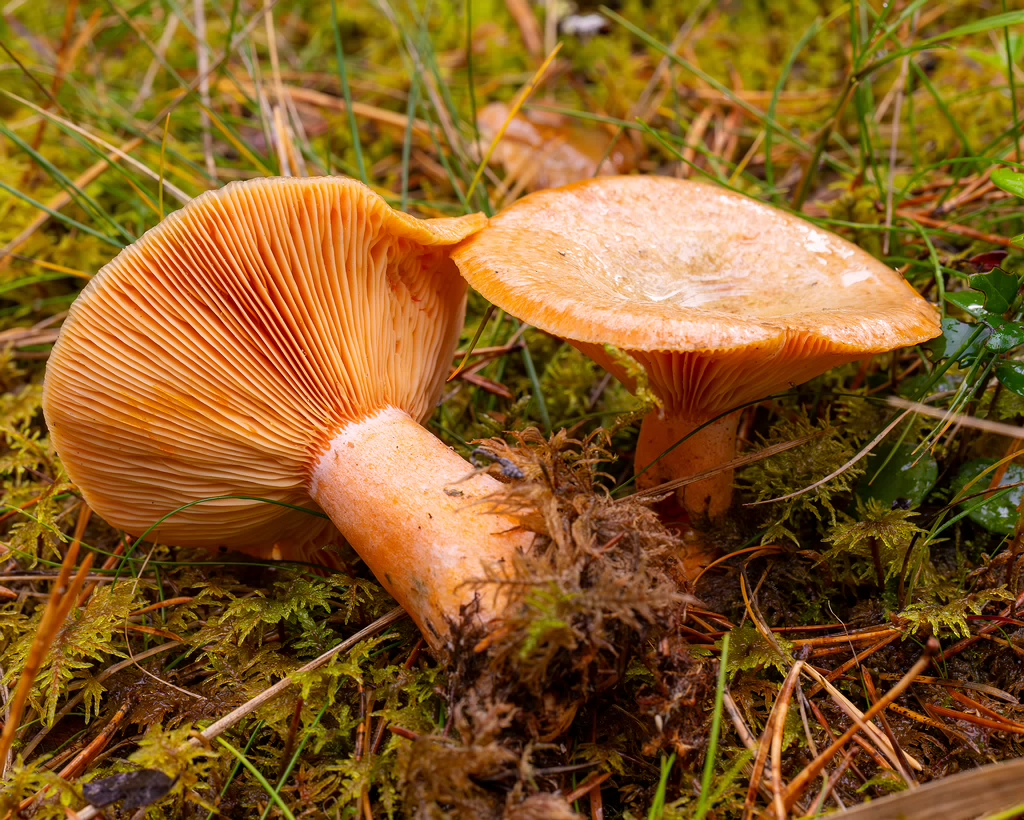 lactarius-deterrimus_2024-10-12_1-9