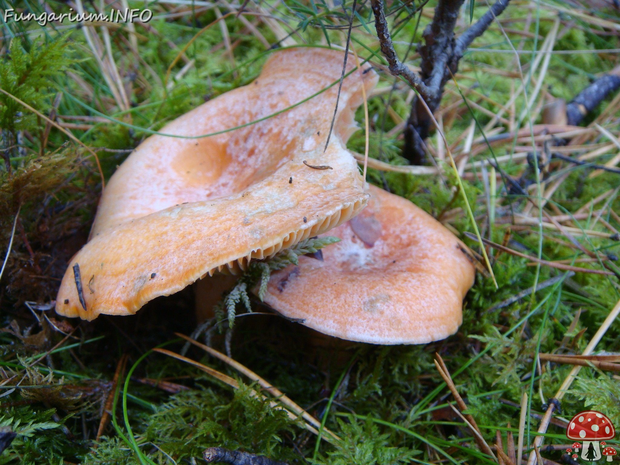 fungi-0002765 