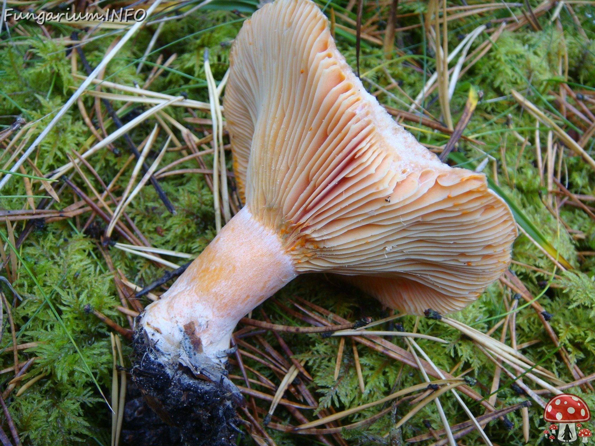 fungi-0002766 