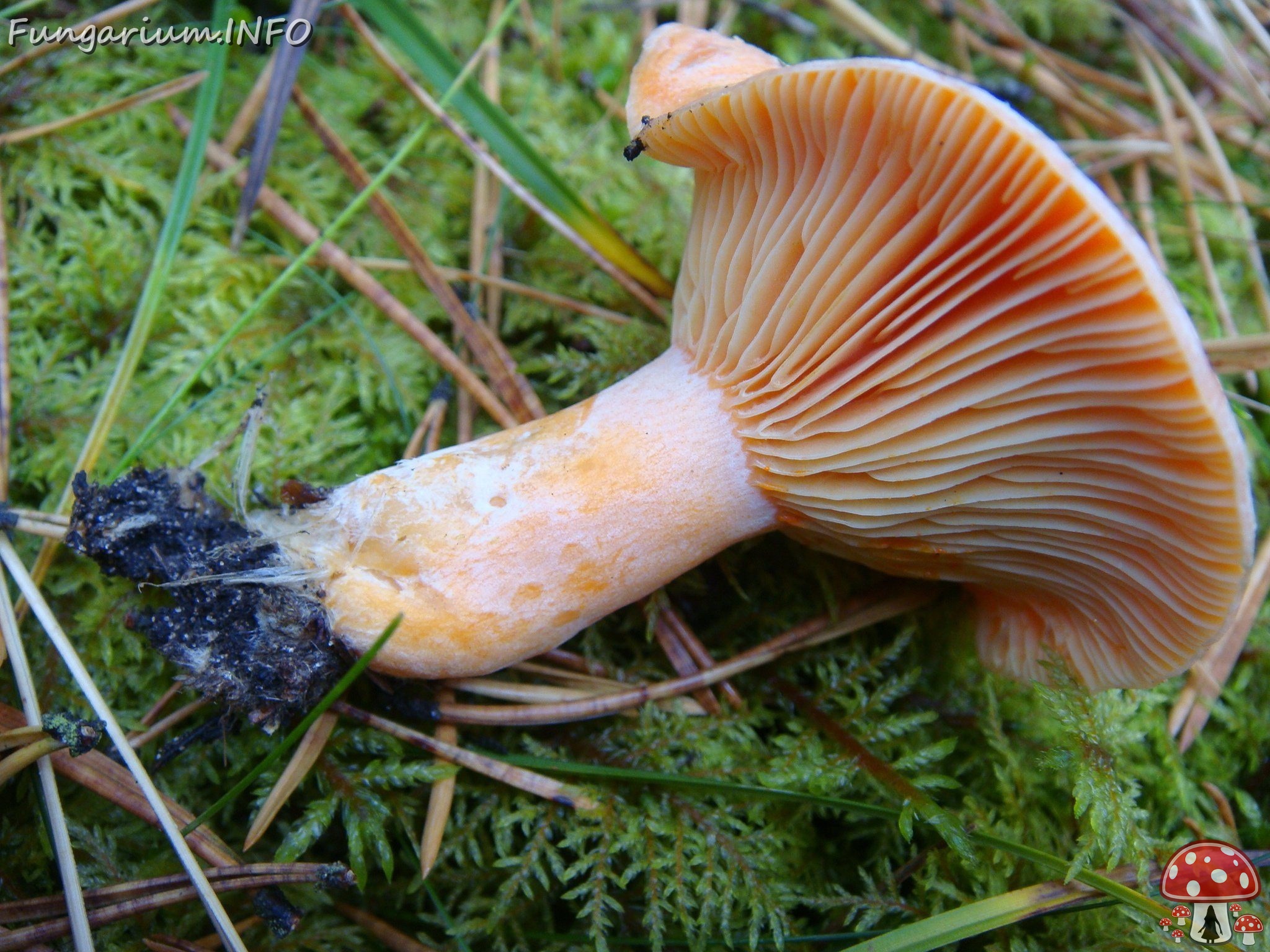 fungi-0002769 