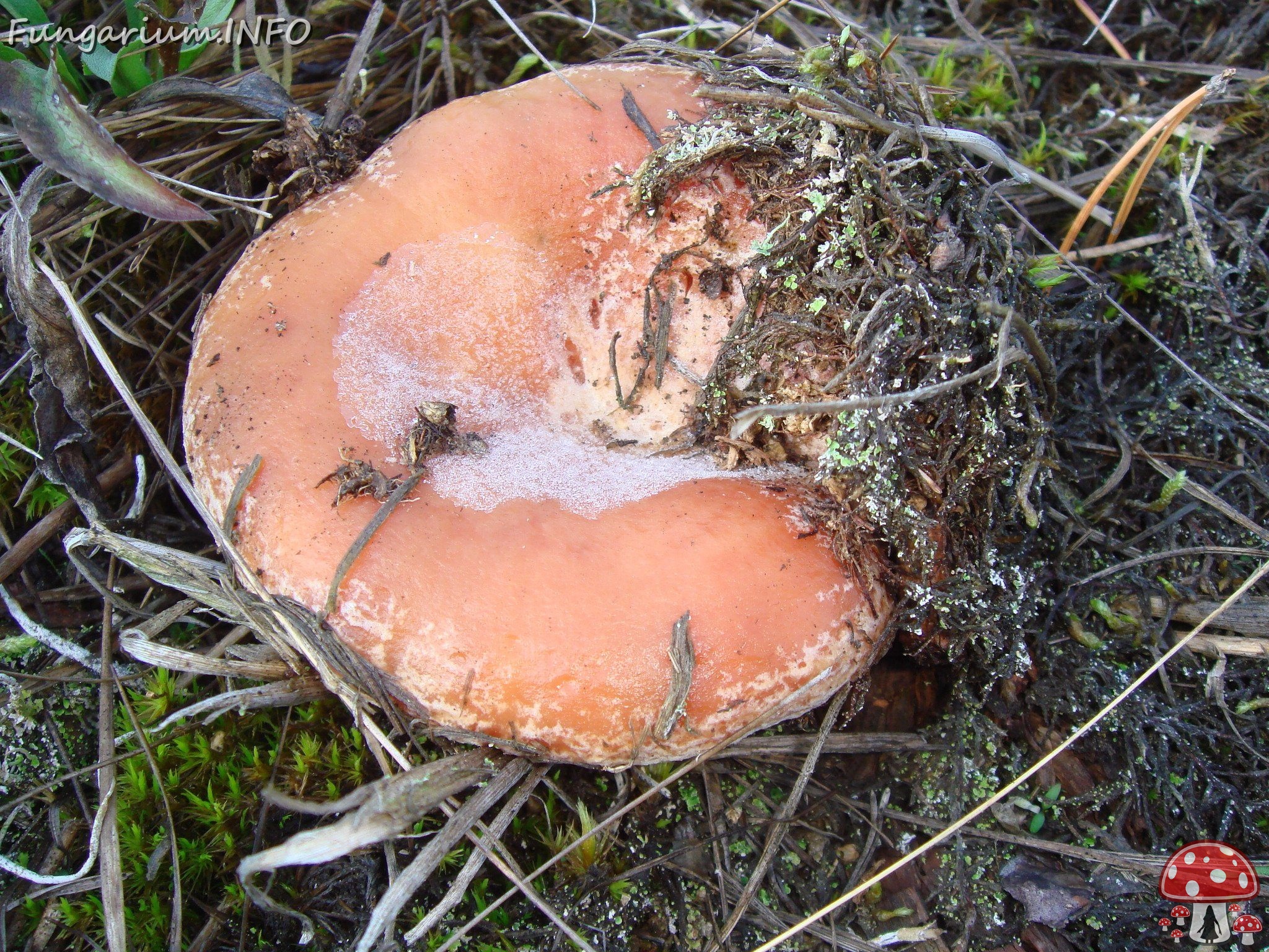 fungi-0003540 