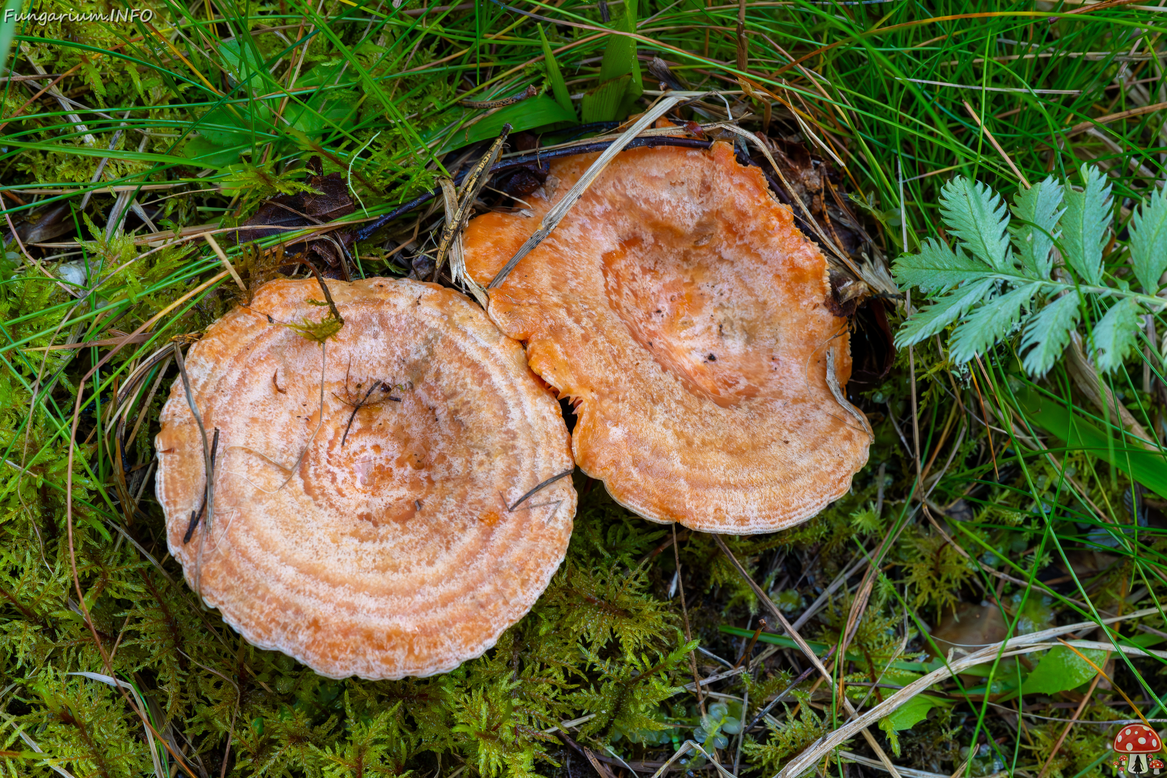 lactarius-deliciosus_2023-09-14_1-1 