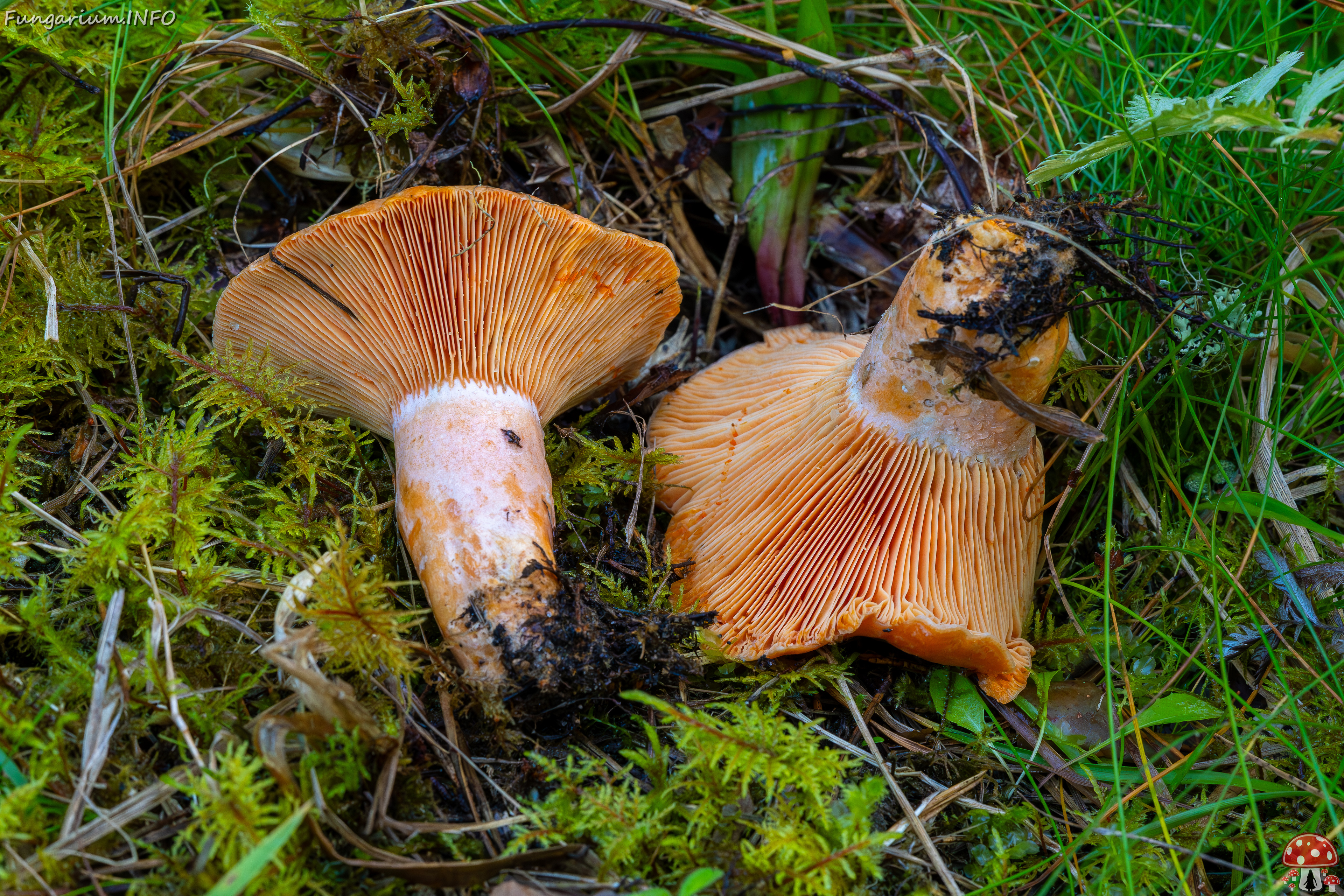 lactarius-deliciosus_2023-09-14_1-10 