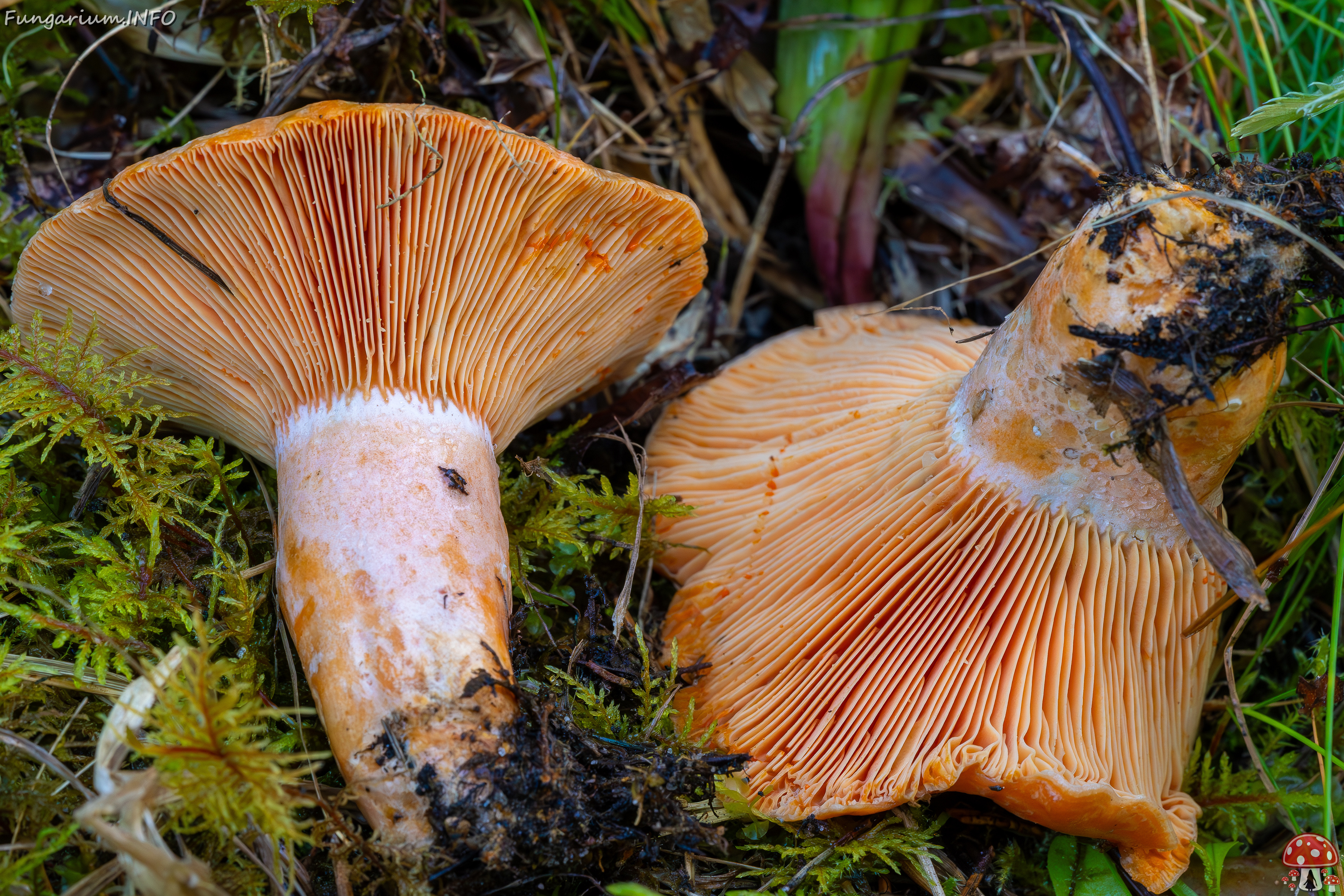 lactarius-deliciosus_2023-09-14_1-11 