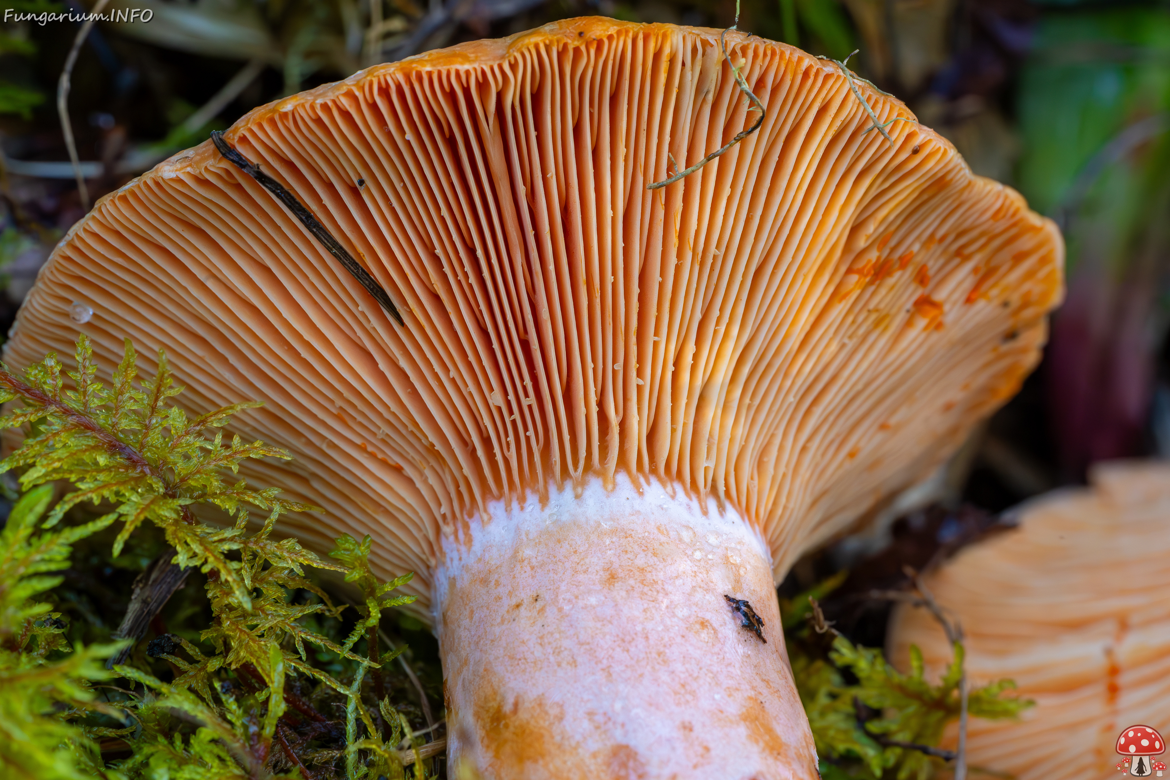 lactarius-deliciosus_2023-09-14_1-12 