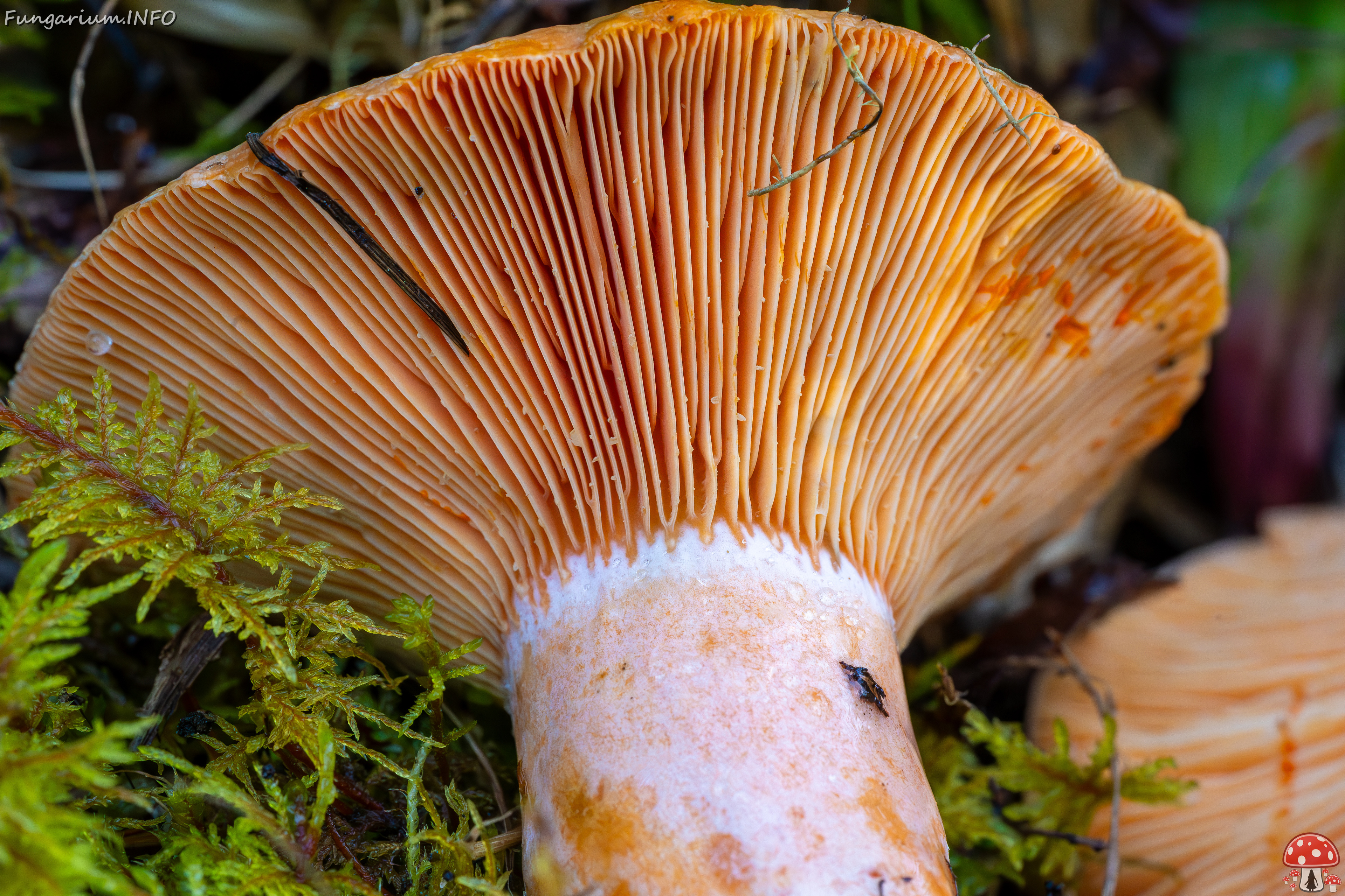 lactarius-deliciosus_2023-09-14_1-13 