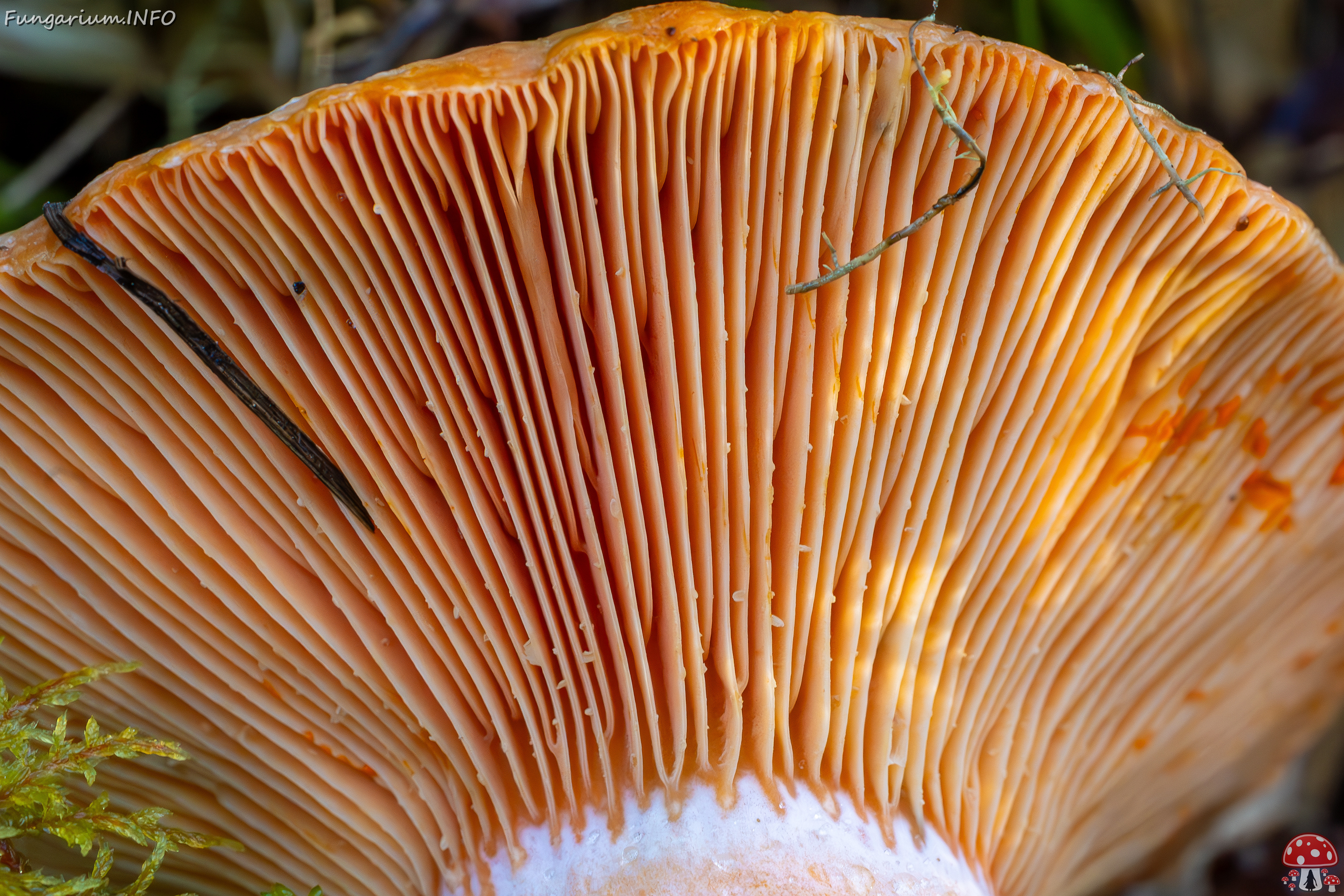 lactarius-deliciosus_2023-09-14_1-14 