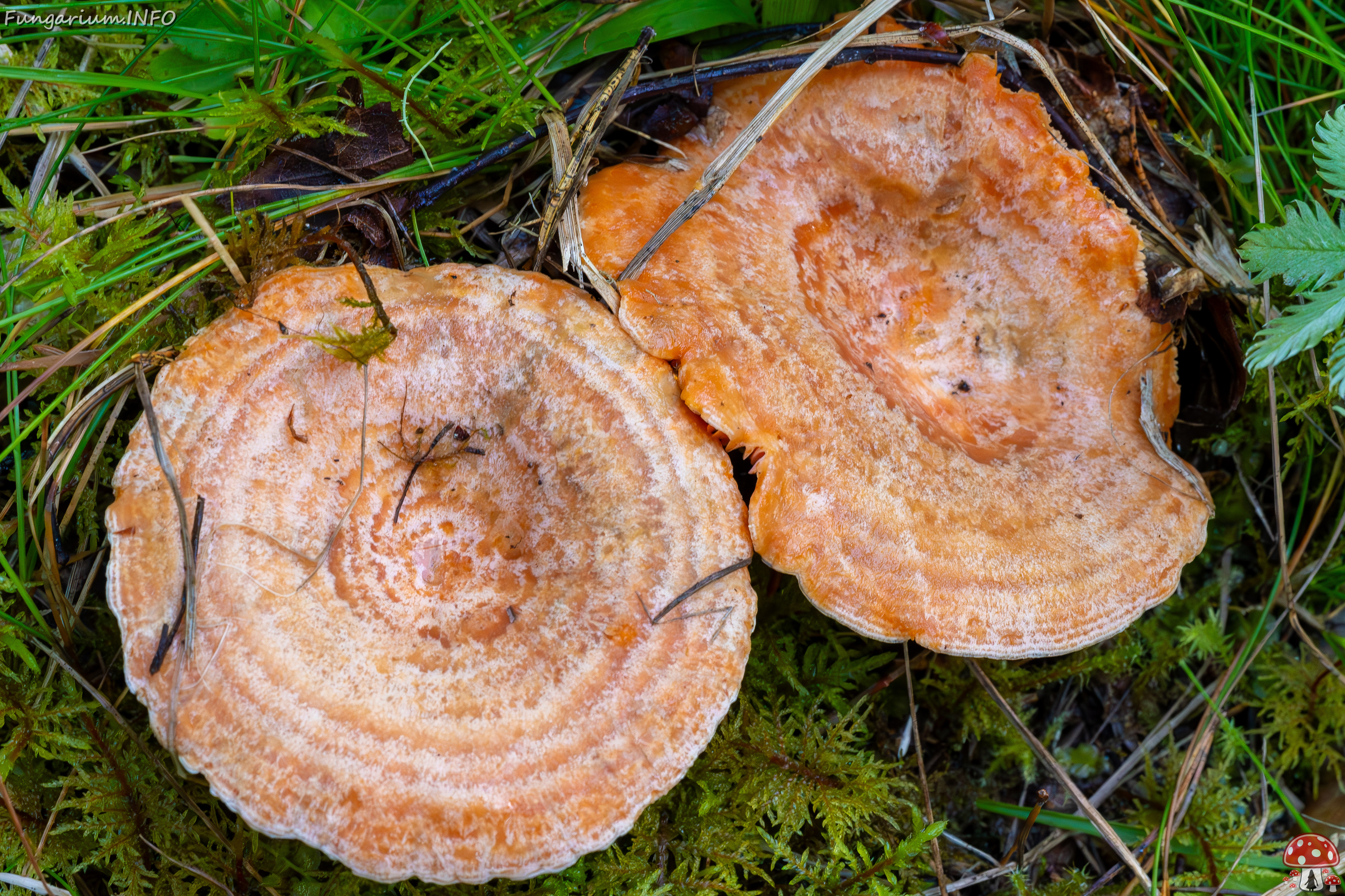 lactarius-deliciosus_2023-09-14_1-2 