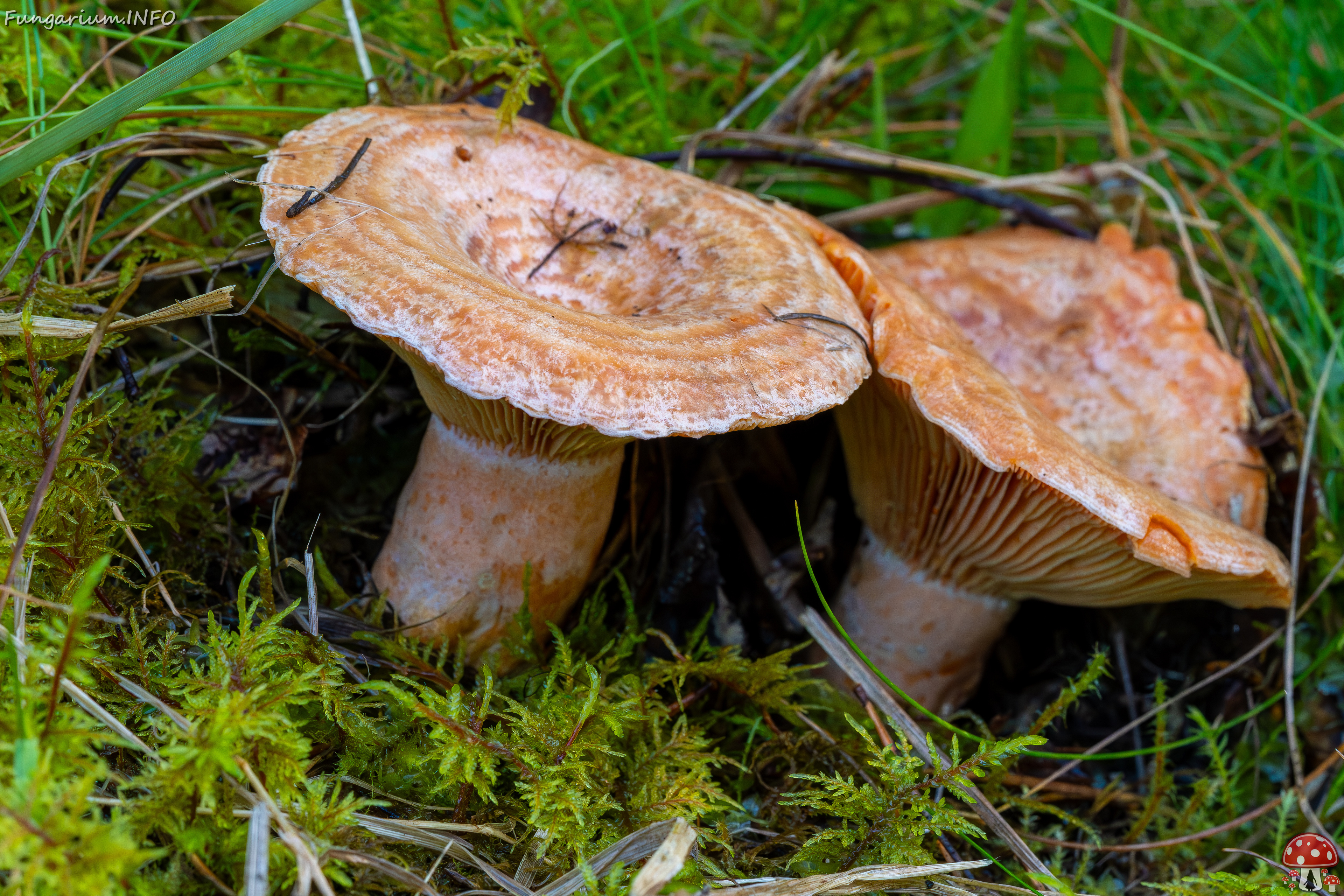 lactarius-deliciosus_2023-09-14_1-3 