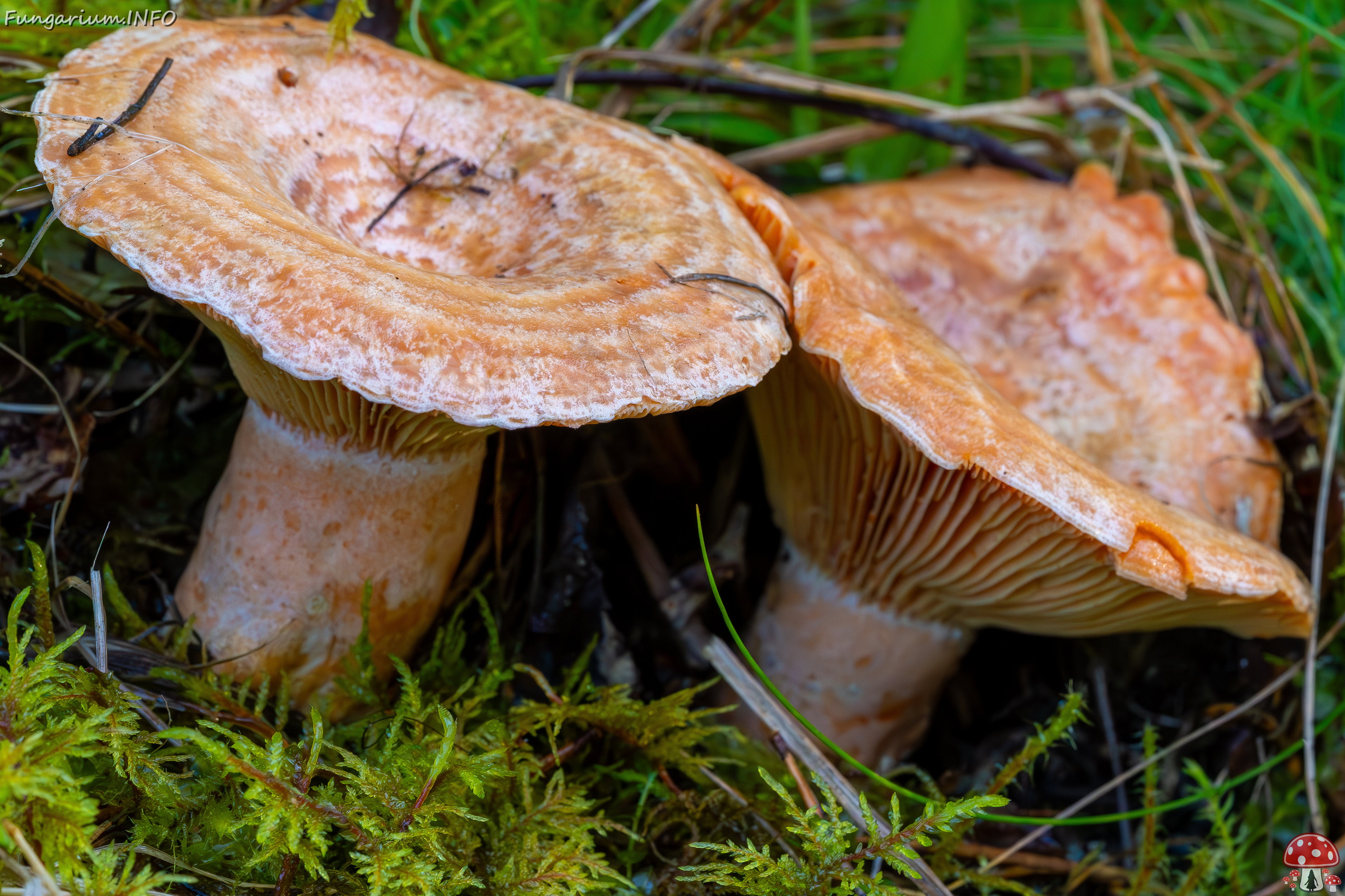 lactarius-deliciosus_2023-09-14_1-4 