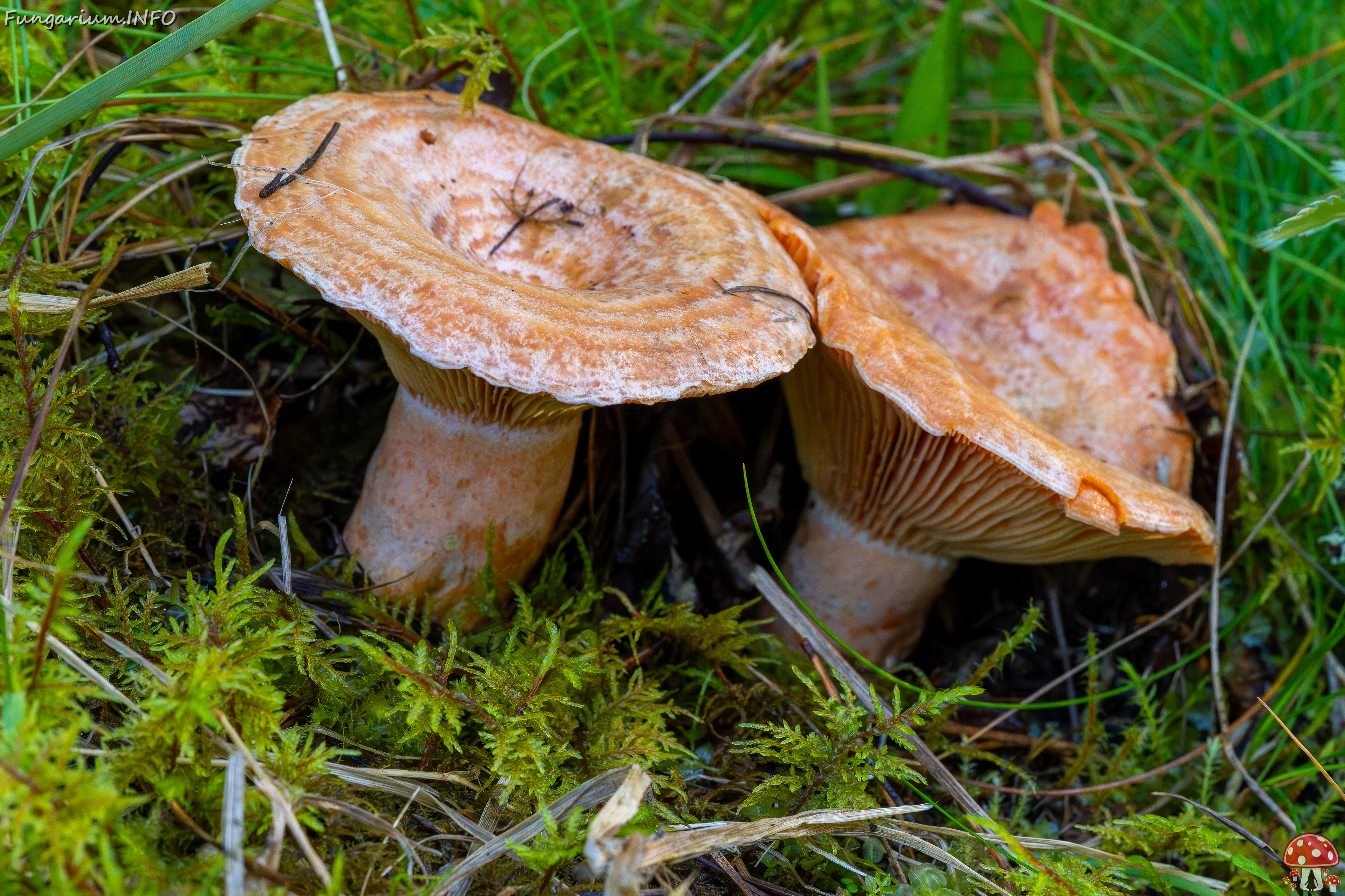 lactarius-deliciosus_2023-09-14_1-5 