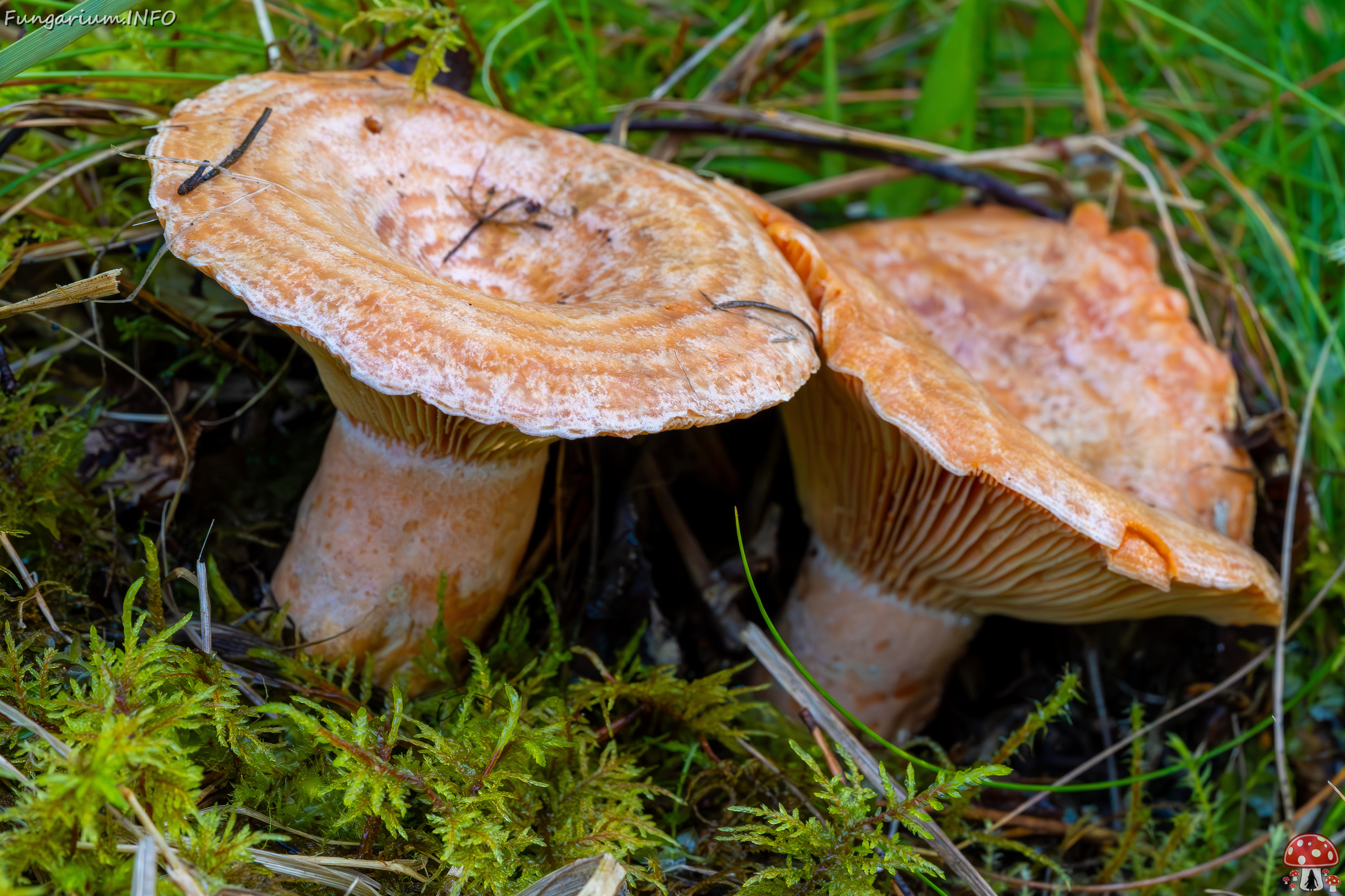 lactarius-deliciosus_2023-09-14_1-6 