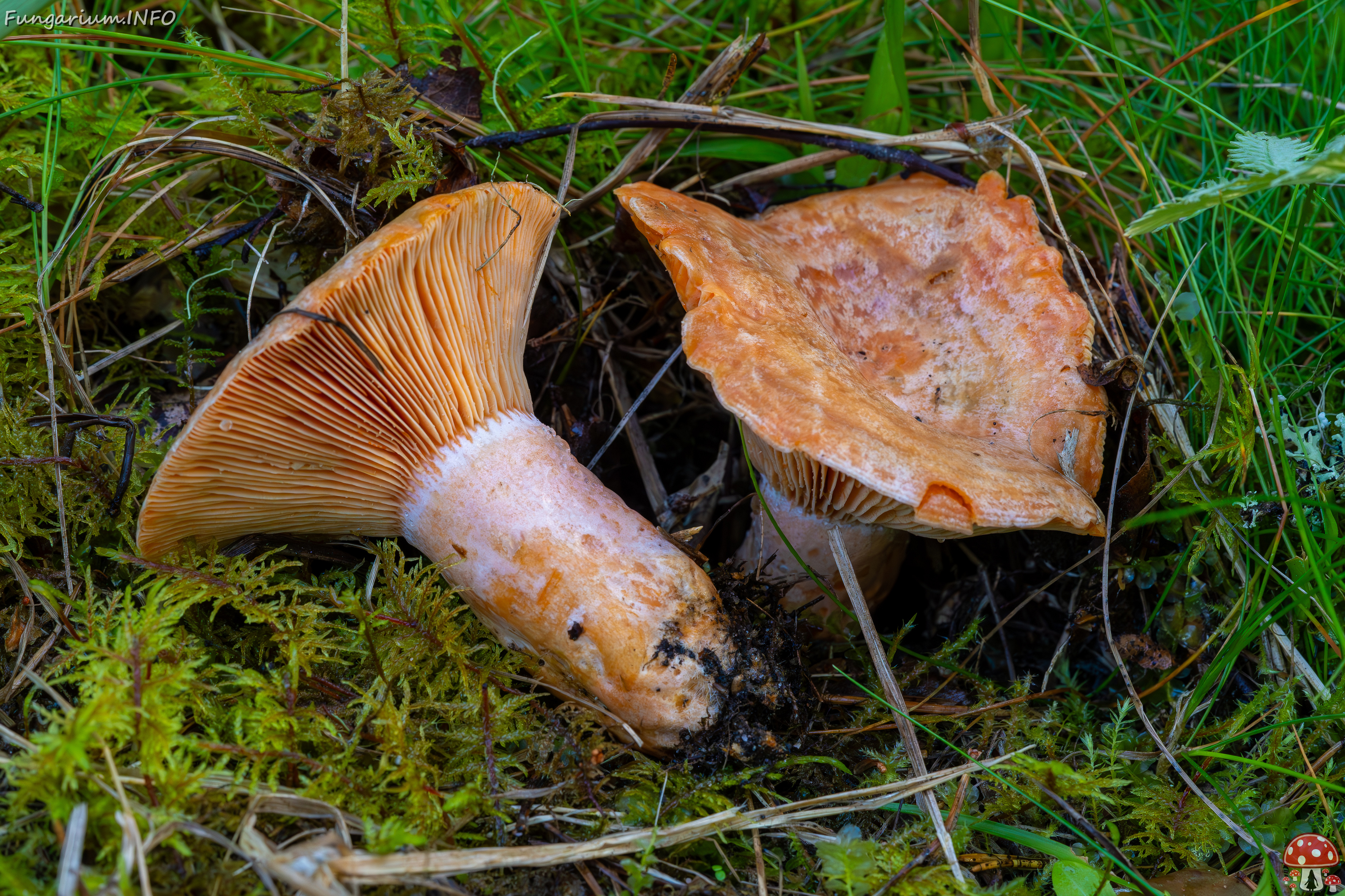 lactarius-deliciosus_2023-09-14_1-7 