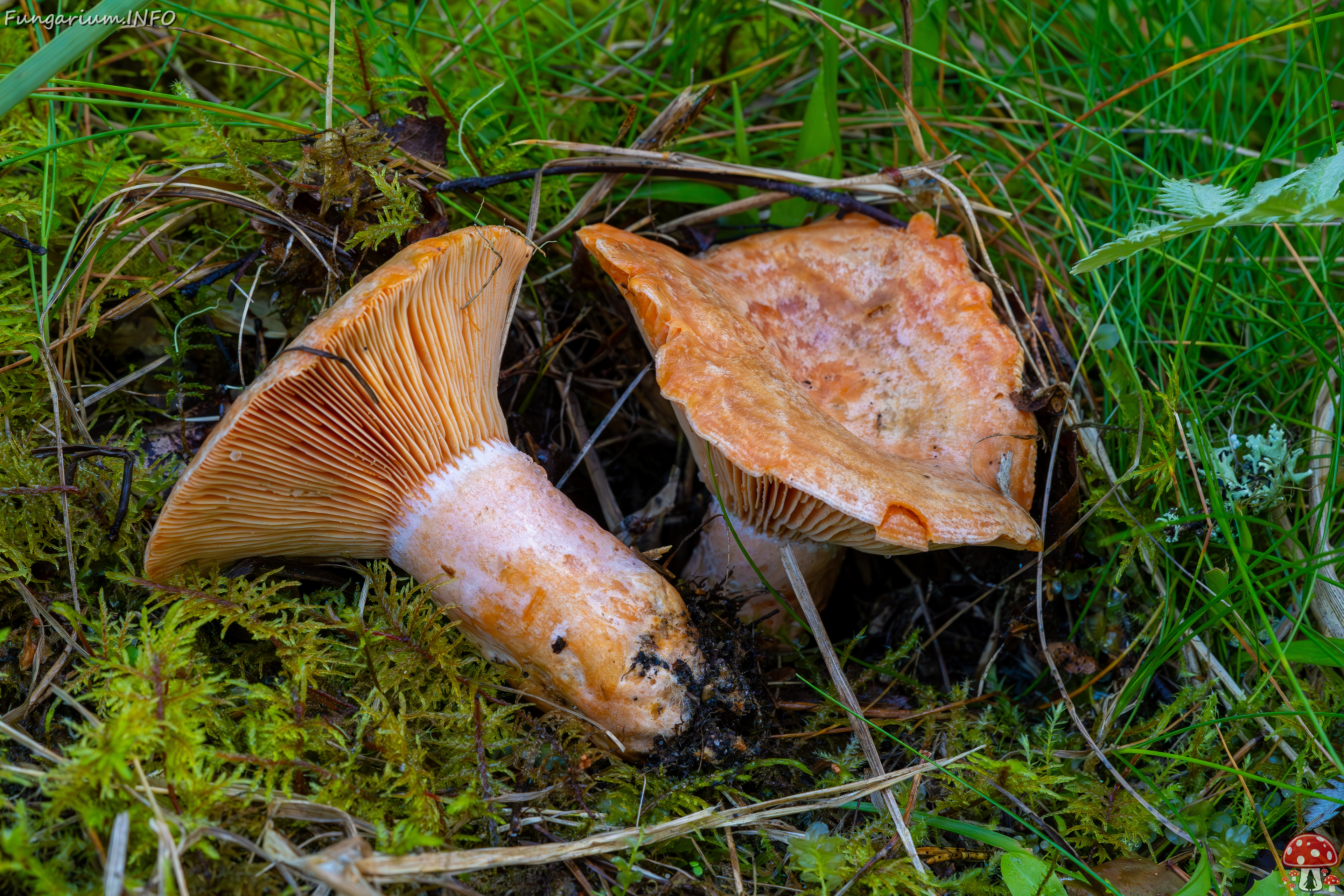 lactarius-deliciosus_2023-09-14_1-8 