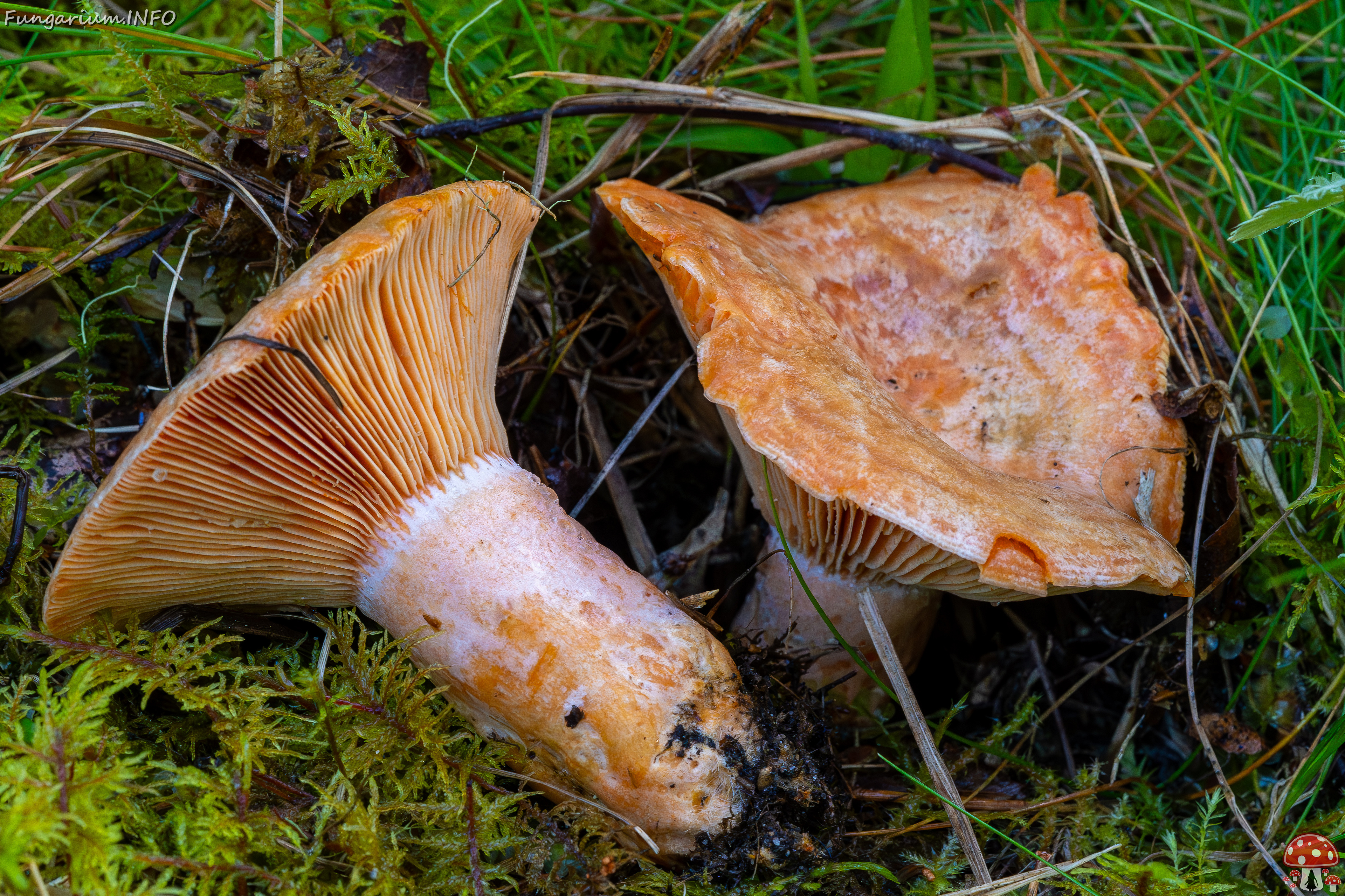 lactarius-deliciosus_2023-09-14_1-9 