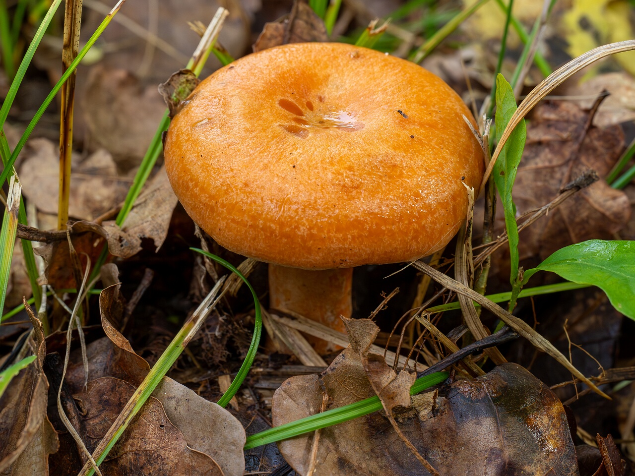 !Lactarius deliciosus _2026-09-19_1-4